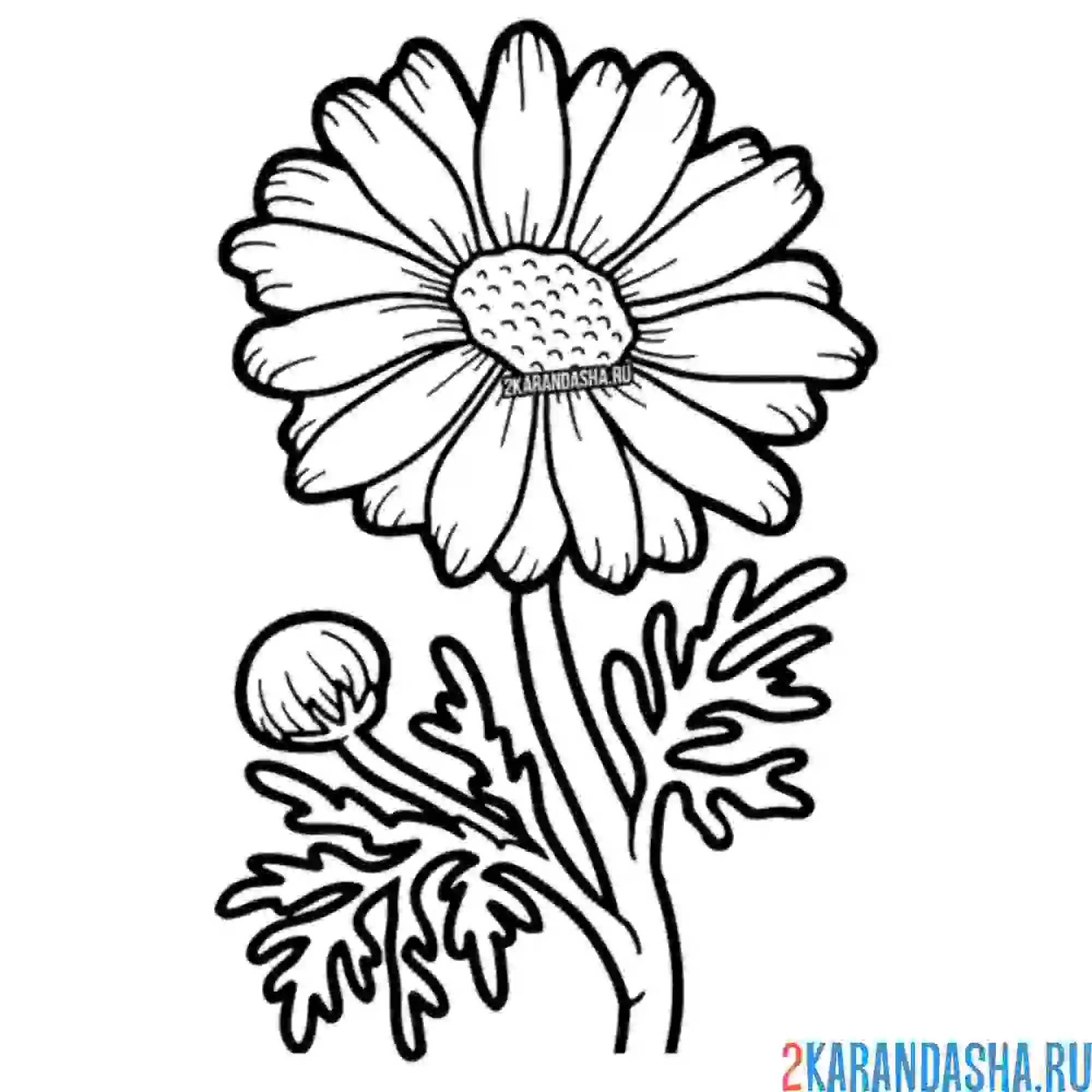 Раскраска ромашка на поляне