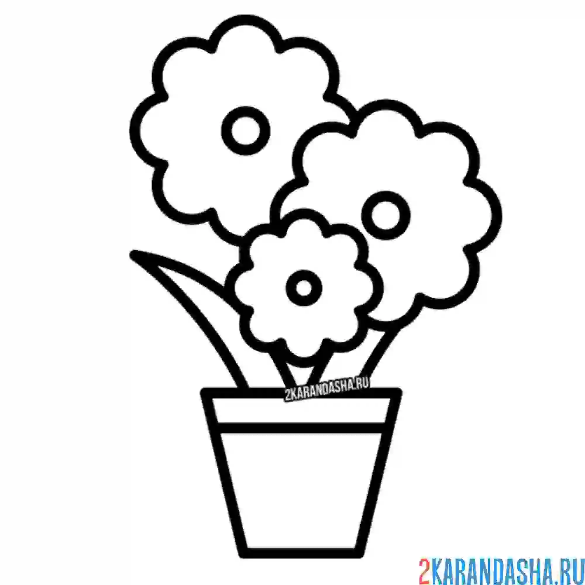 Раскраска ромашки в горшке