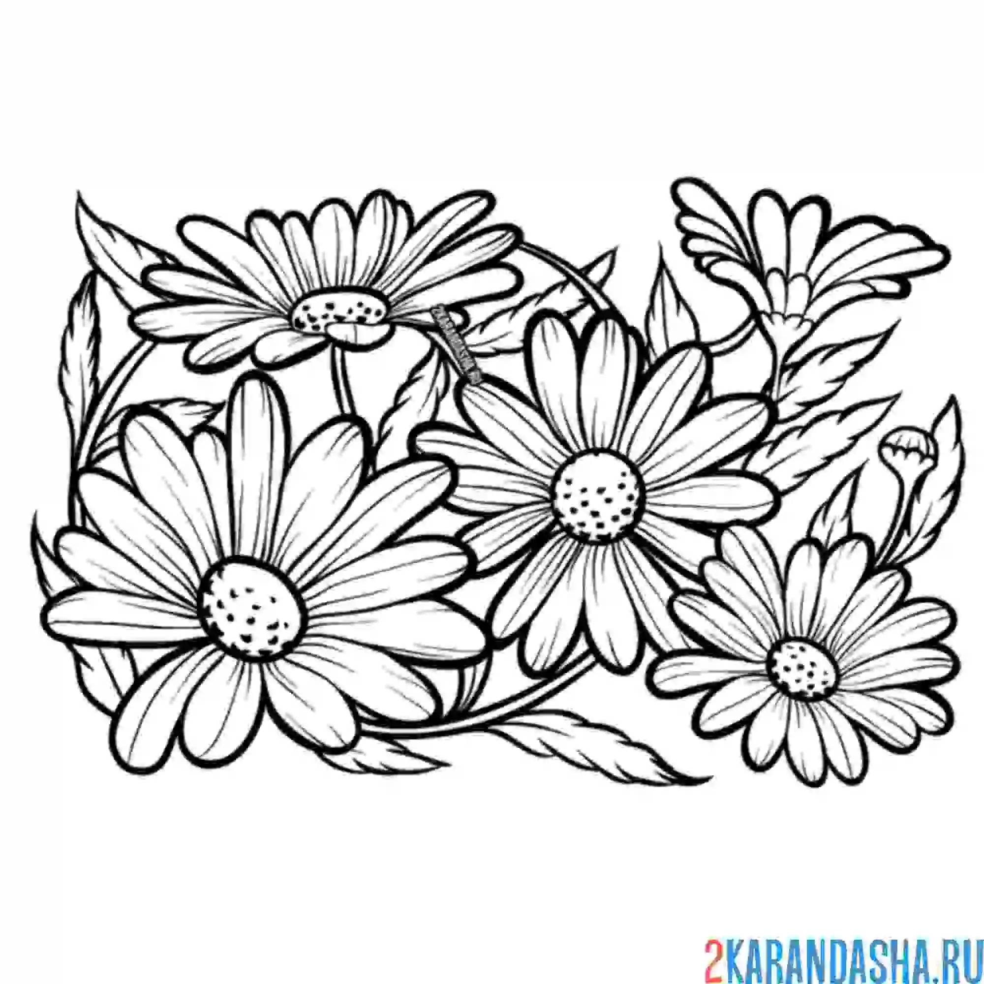 Раскраска много ромашек вместе