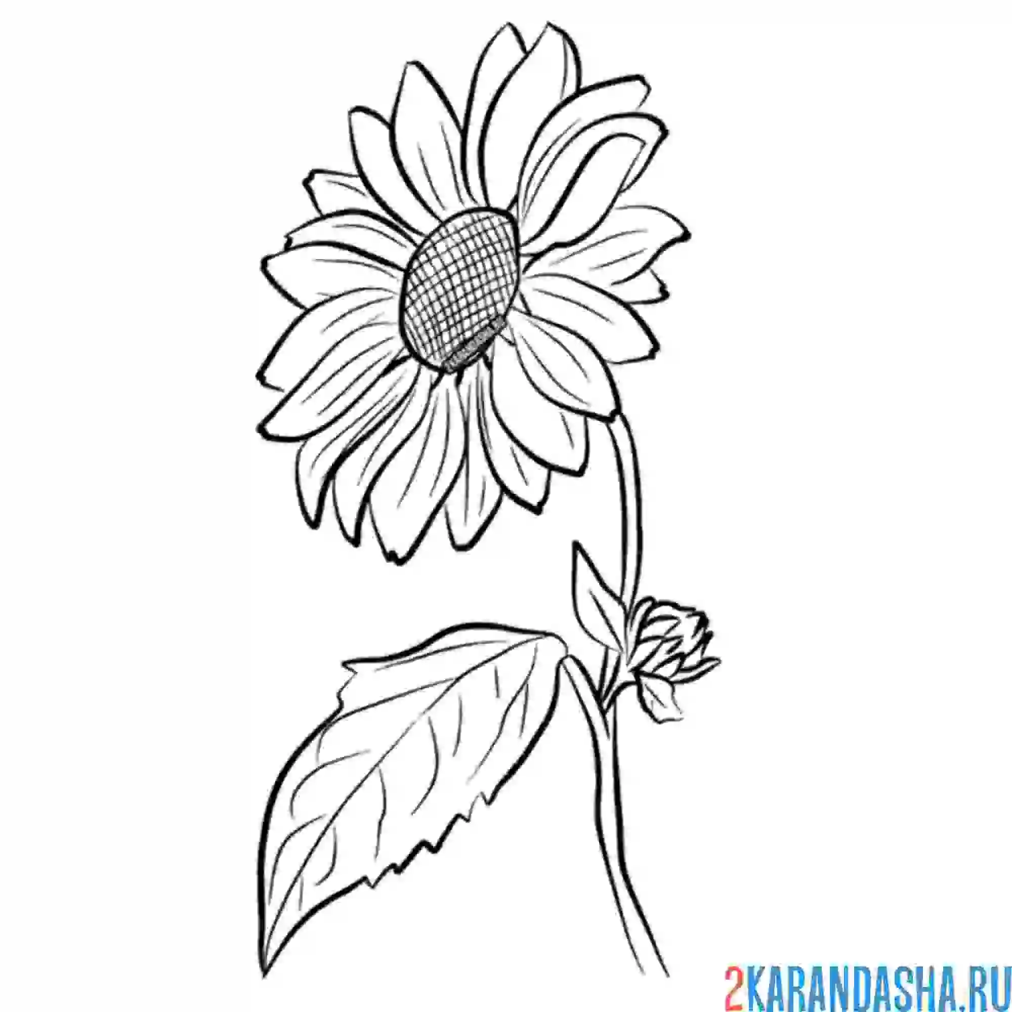 Раскраска ромашка сбоку