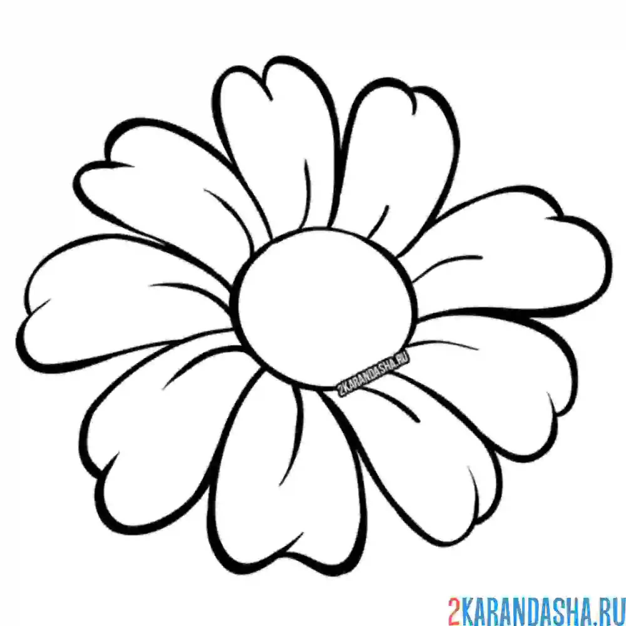 Раскраска ромашка без стебля