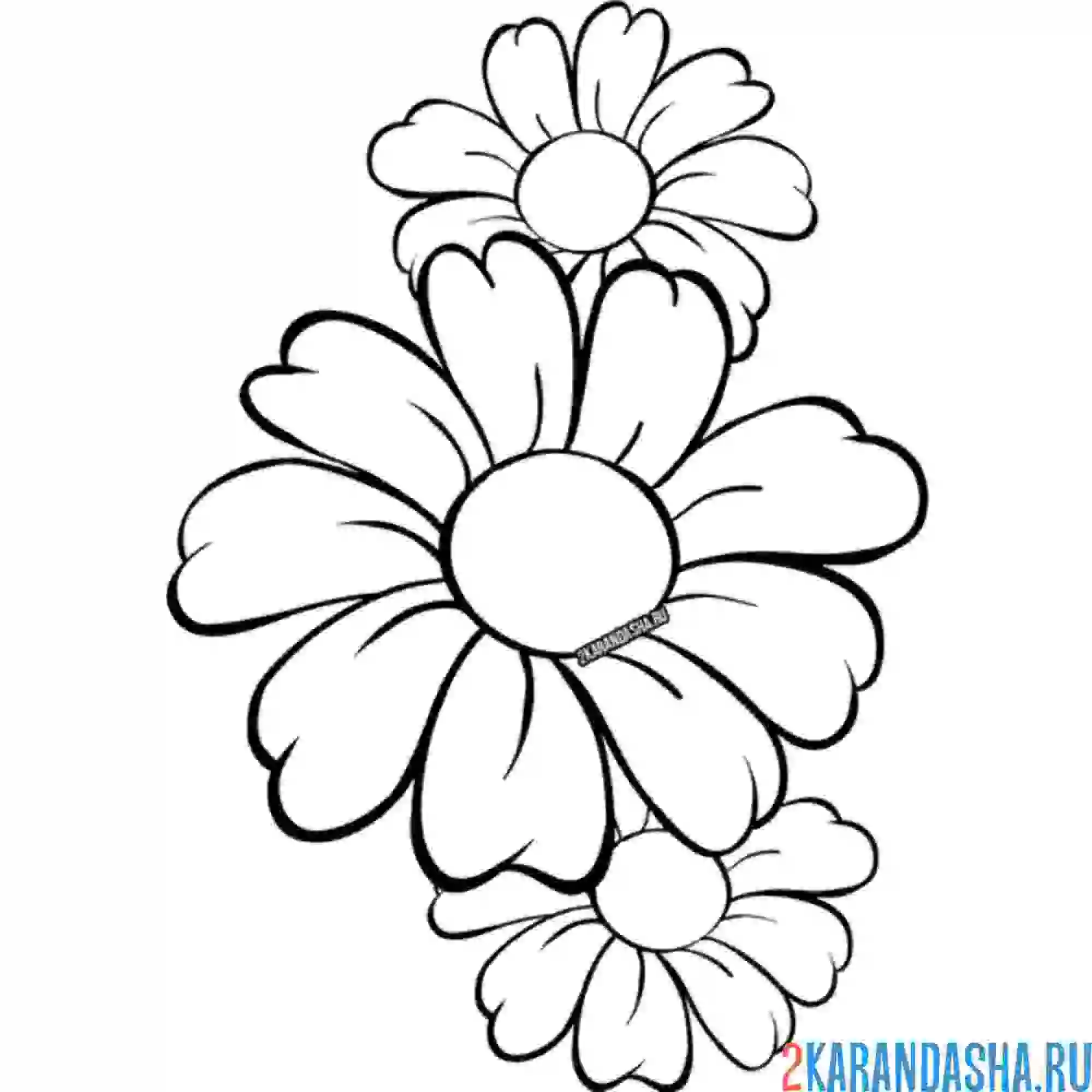 Раскраска ромашки крупные