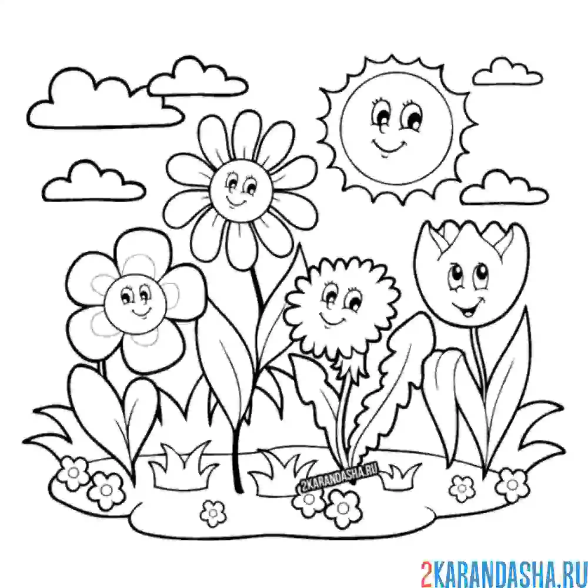 Раскраска ромашки и другие цветы