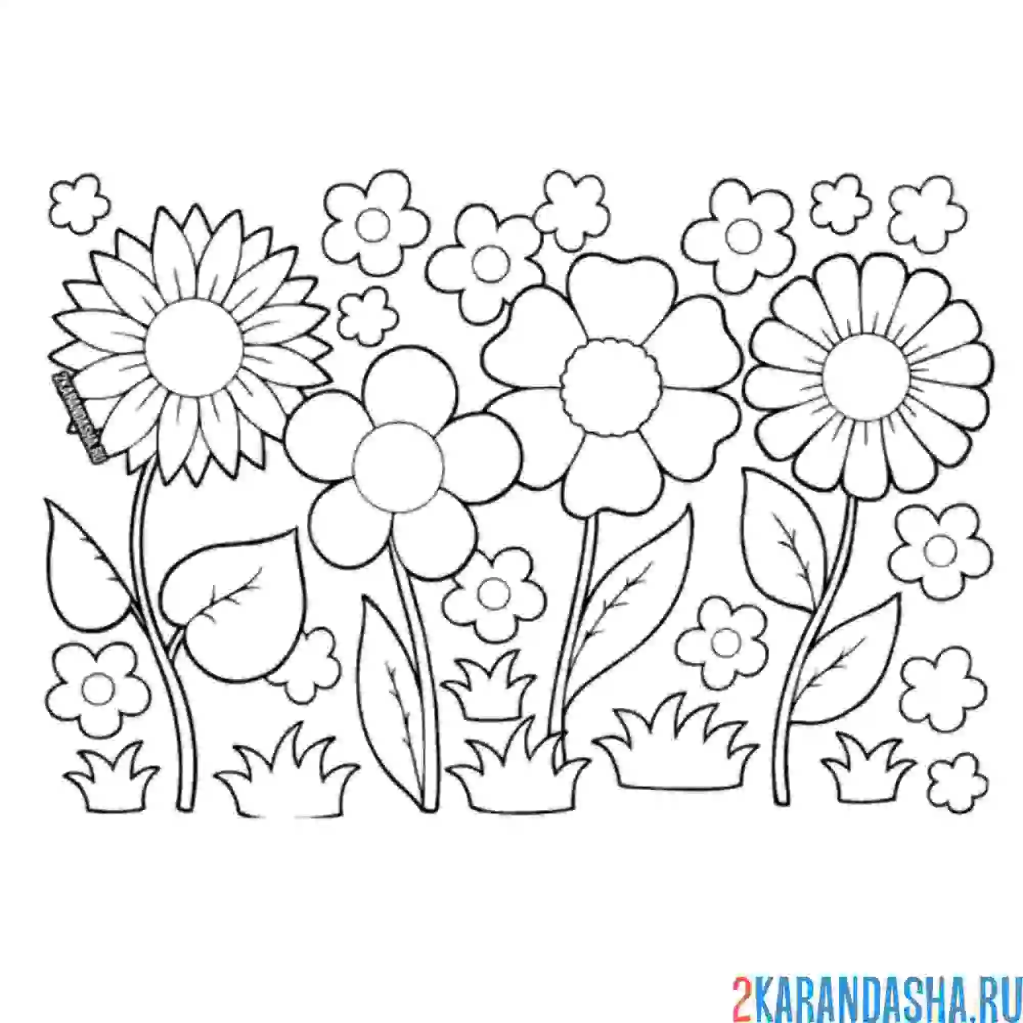 Раскраска ромашки на поле