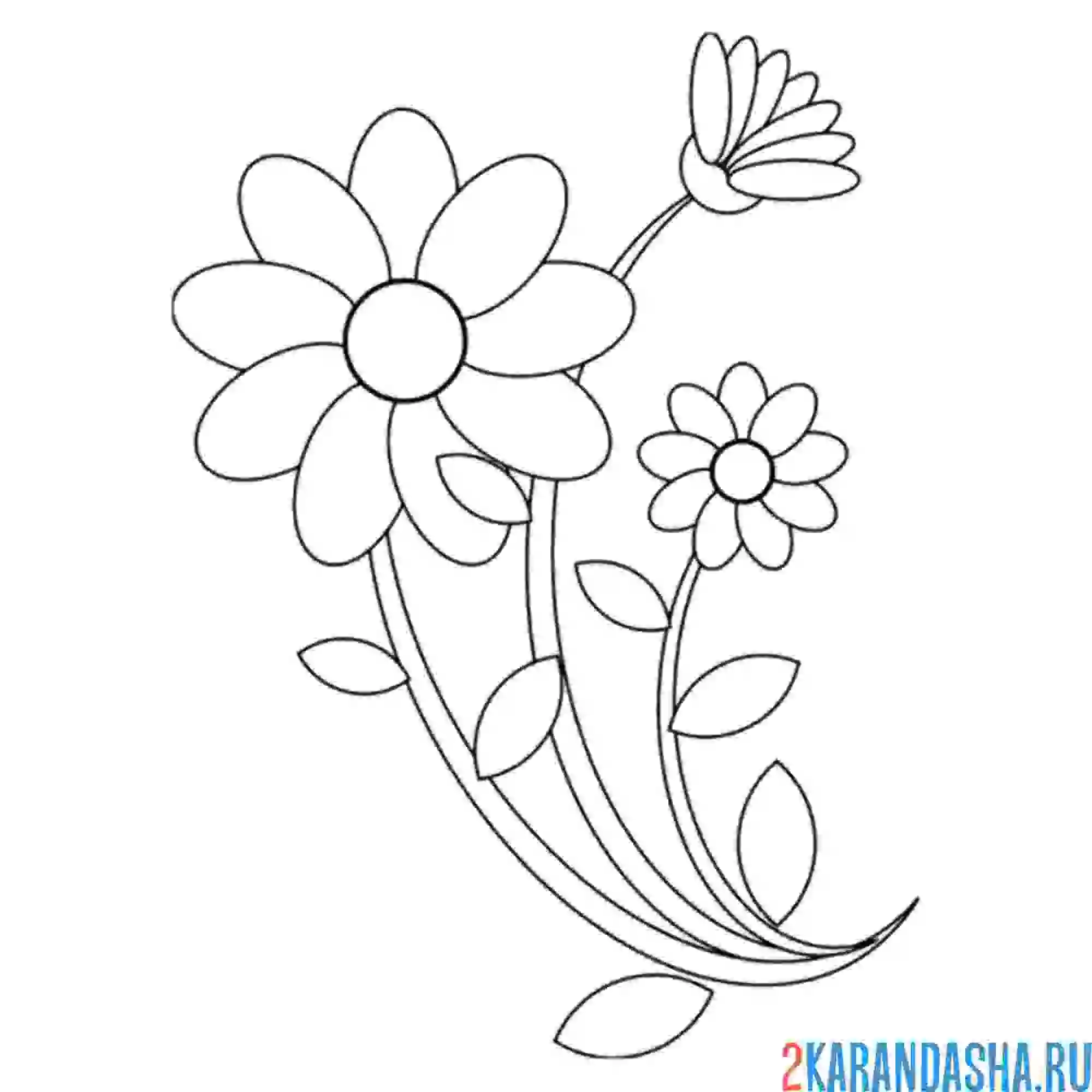 Раскраска ромашка распустилась