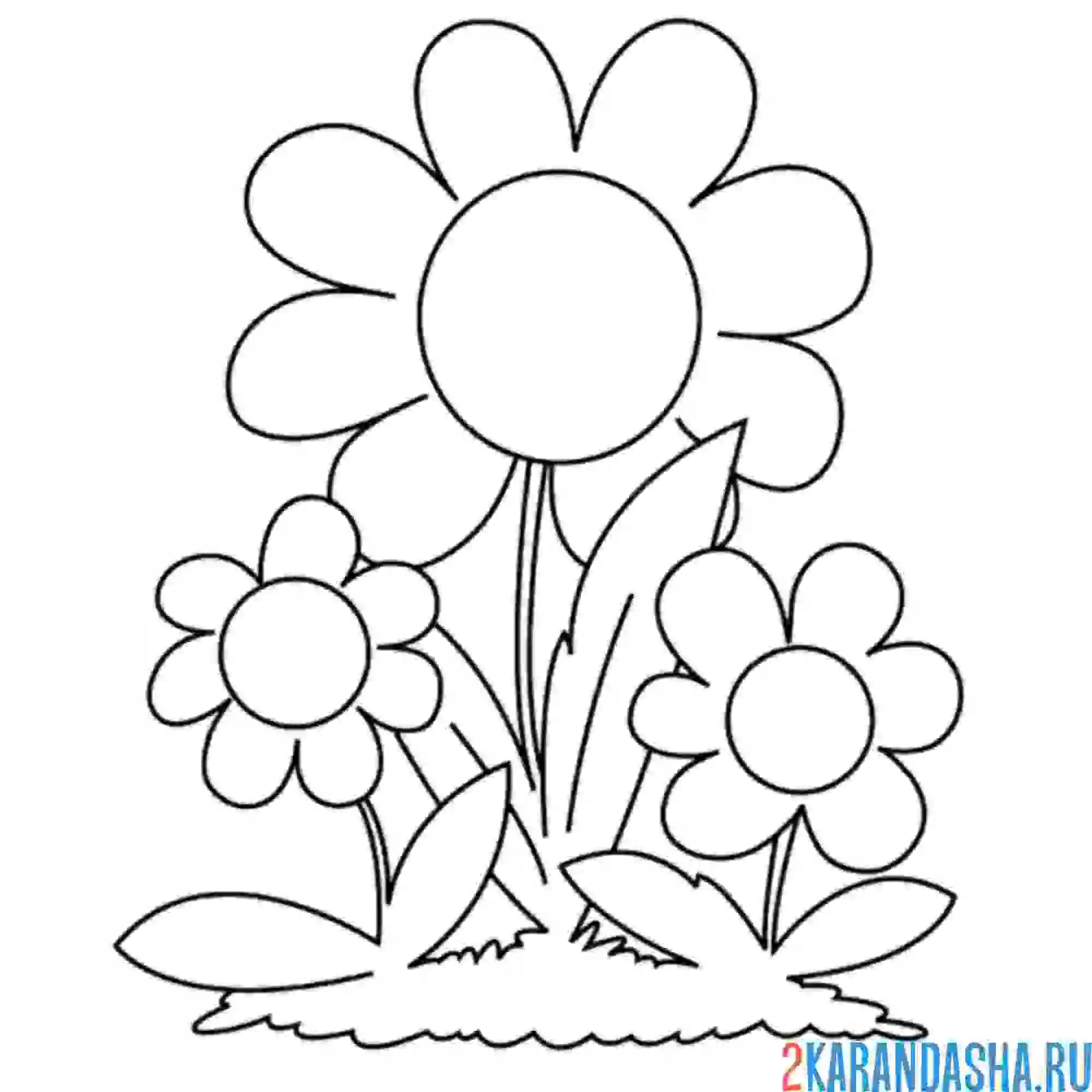 Раскраска ромашки в поле