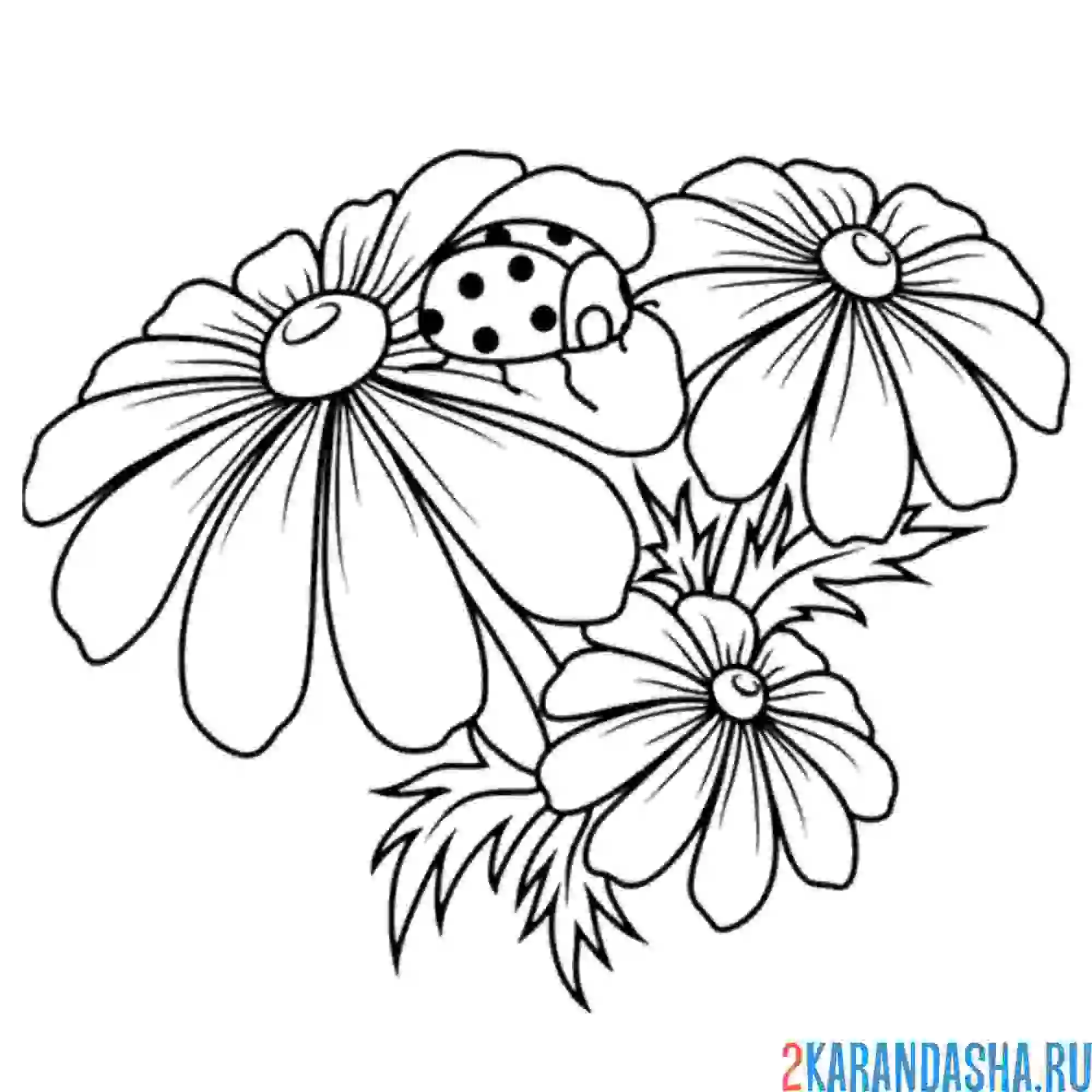 Раскраска ромашки полевые и божья коровка