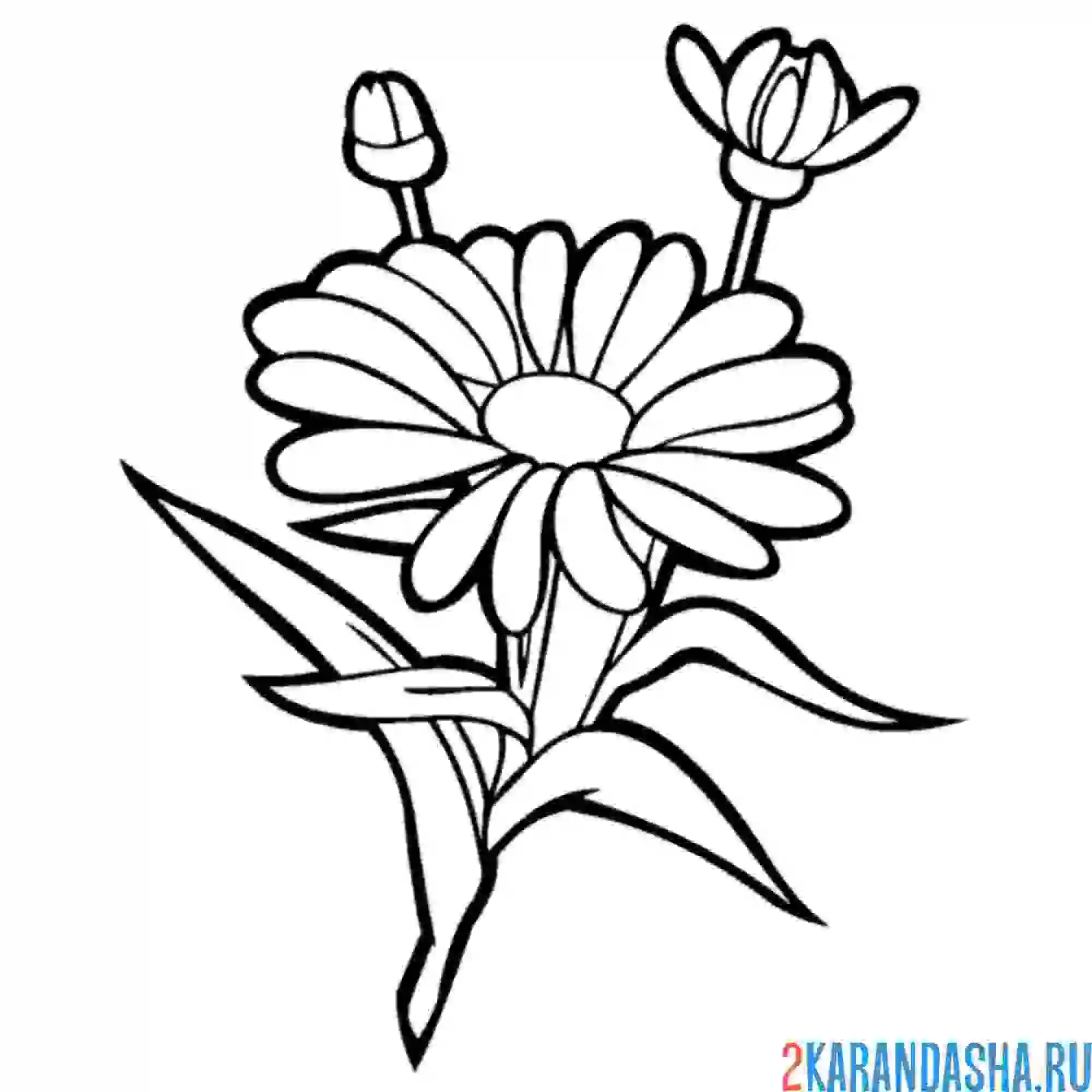 Раскраска ромашка садовая