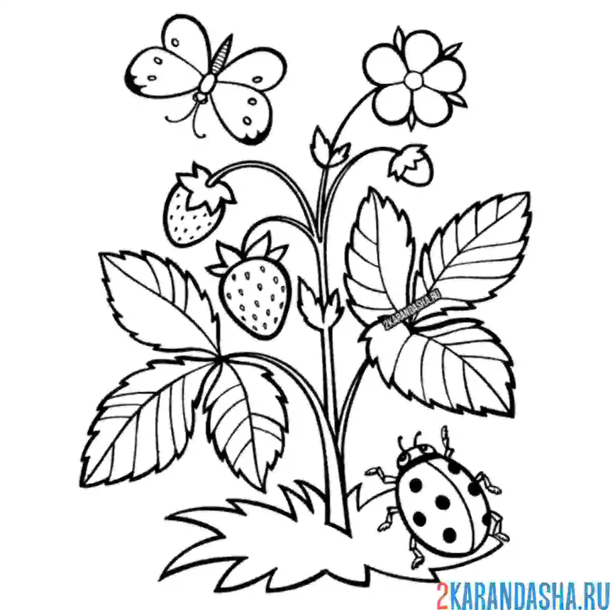 Раскраска божья коровка в землянике
