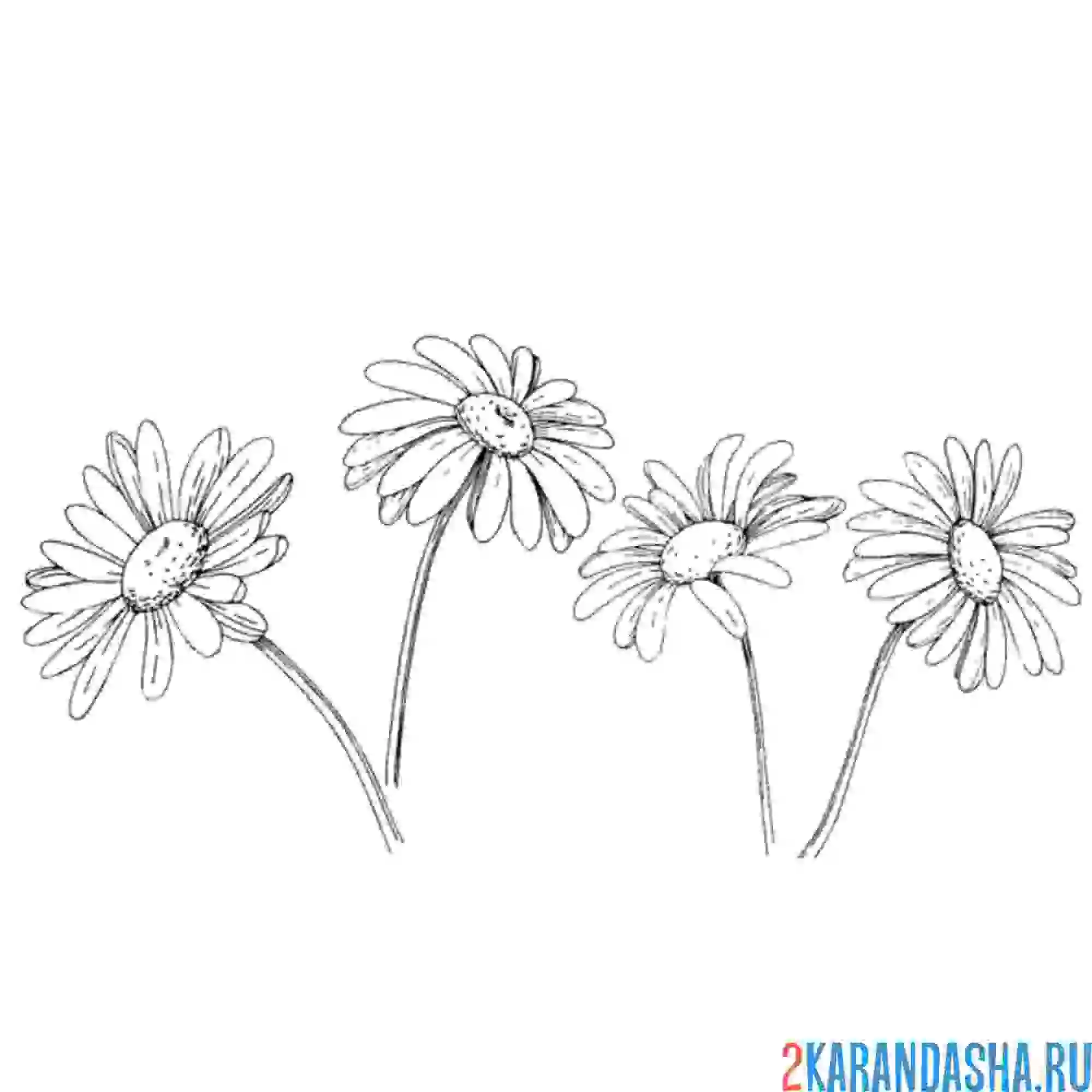 Раскраска четыре ромашки