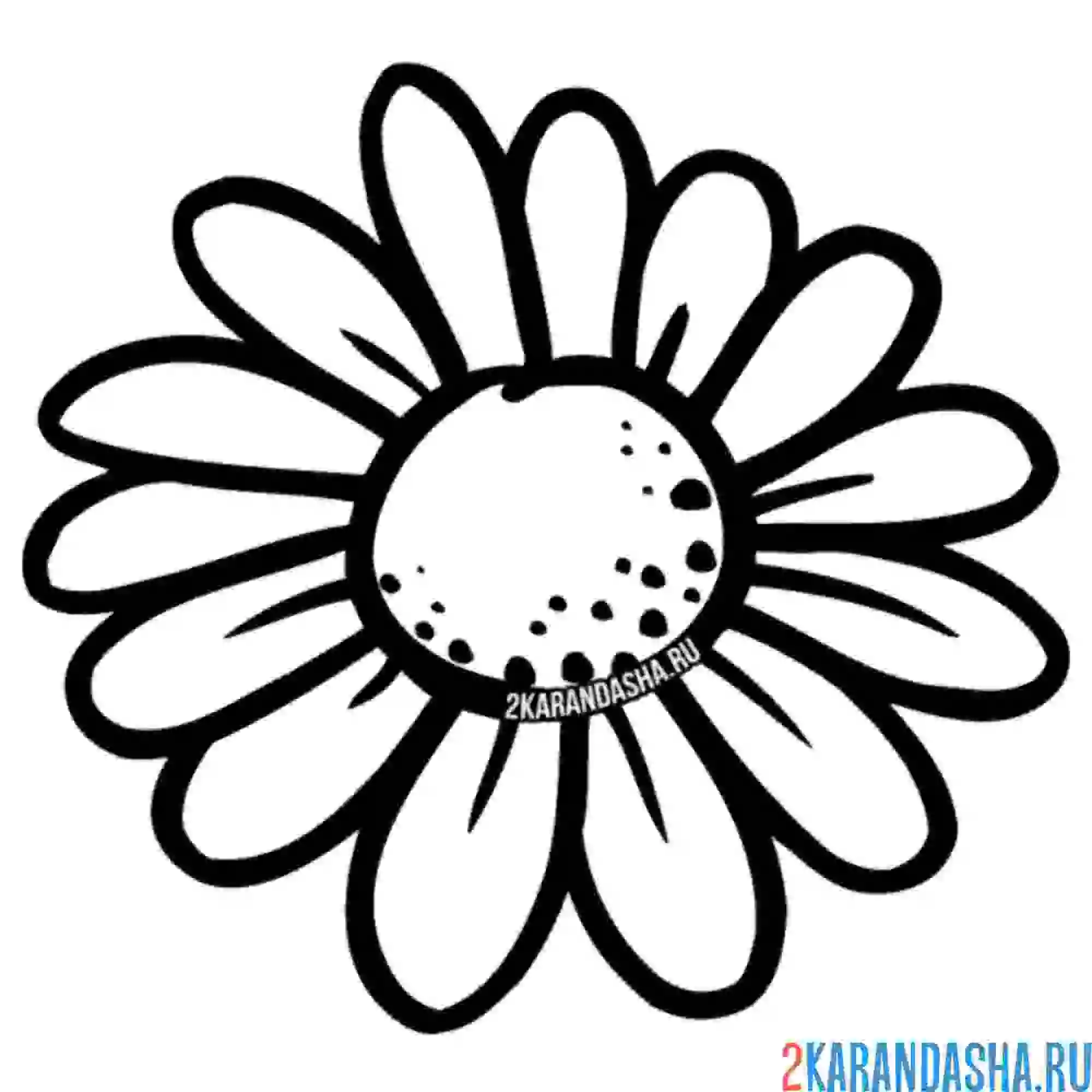 Раскраска большая ромашка