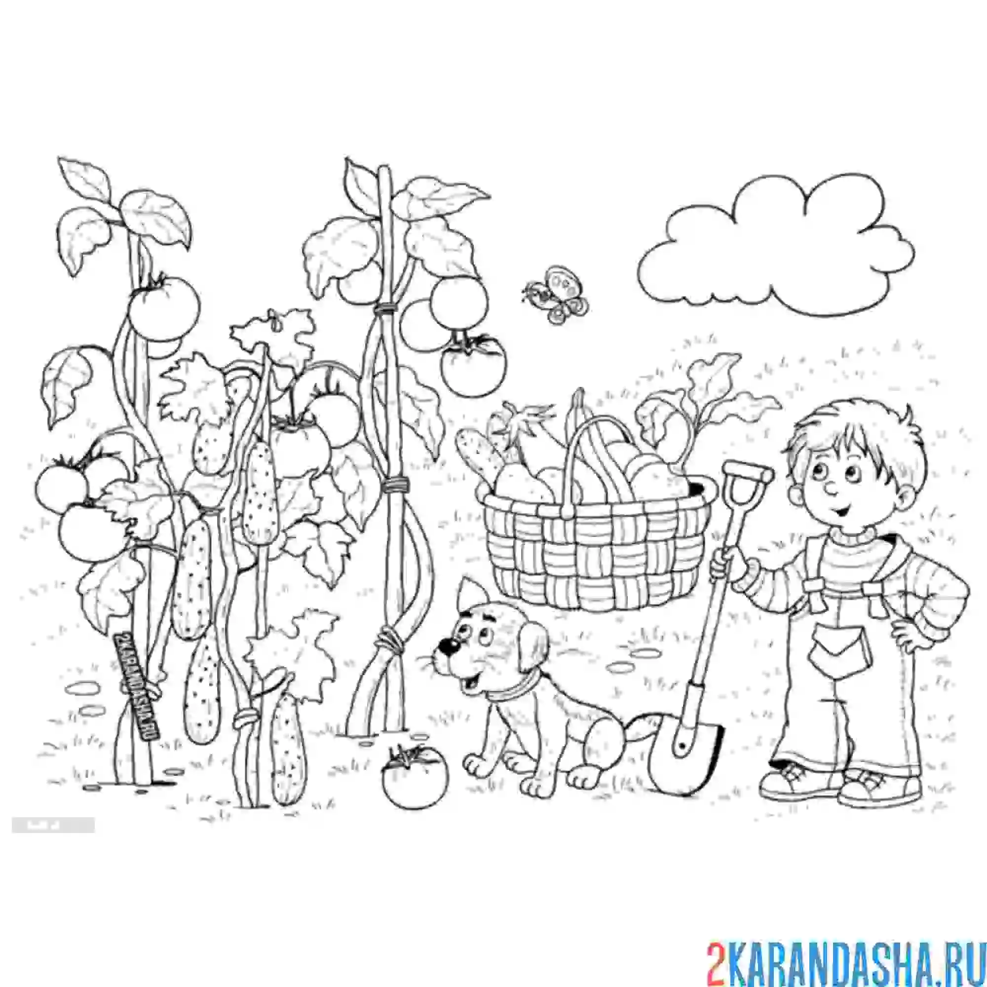 Раскраска мальчик садовод