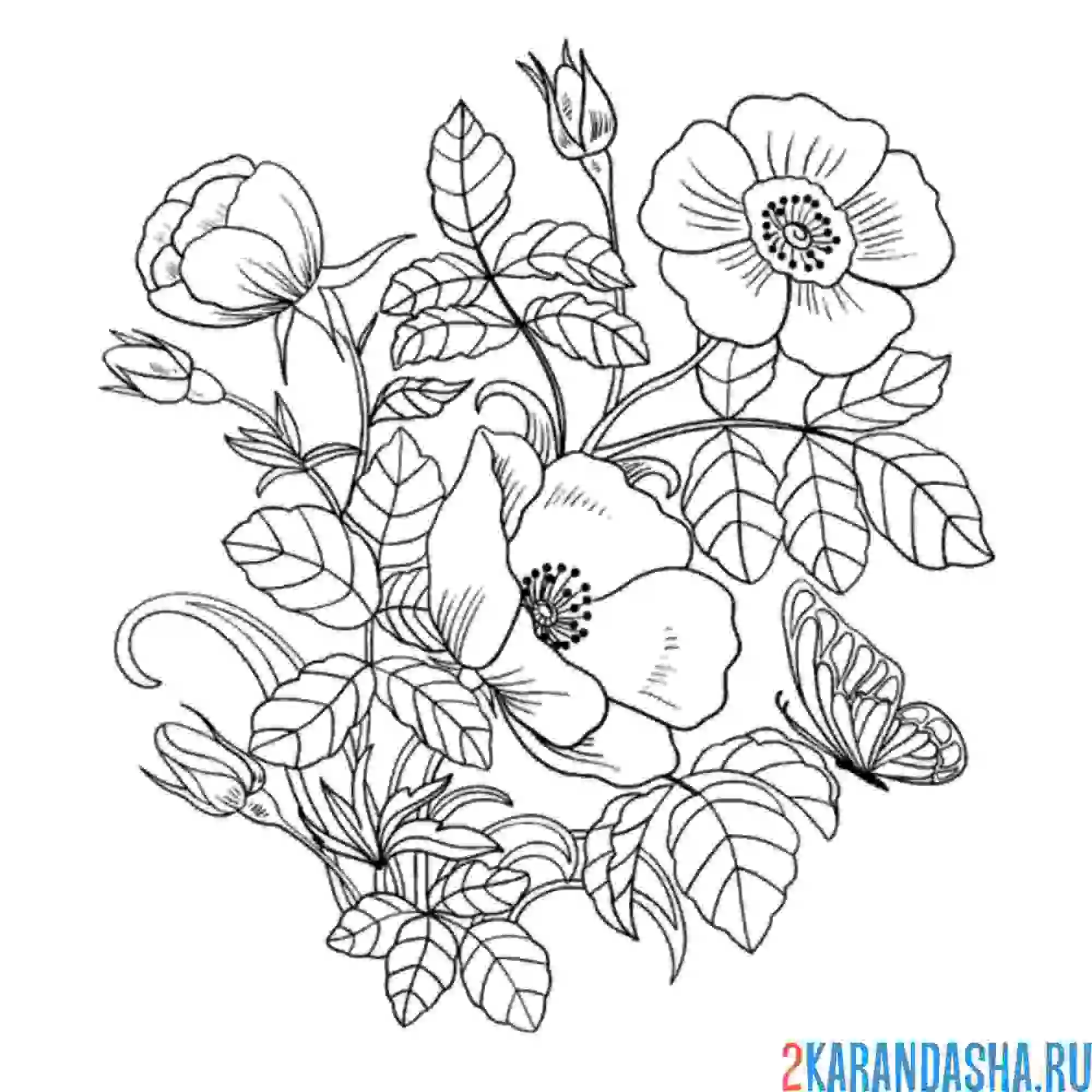 Раскраска роза с другими цветами