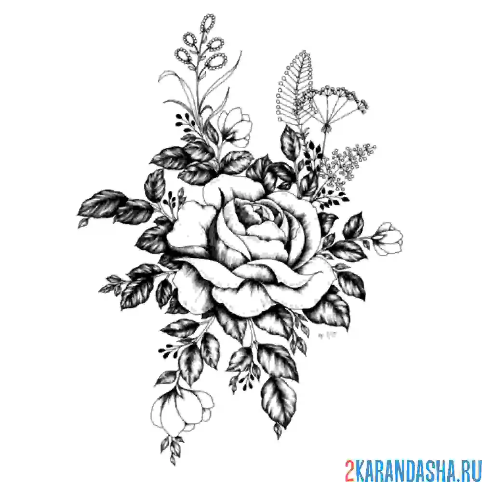 Раскраска красивая роза