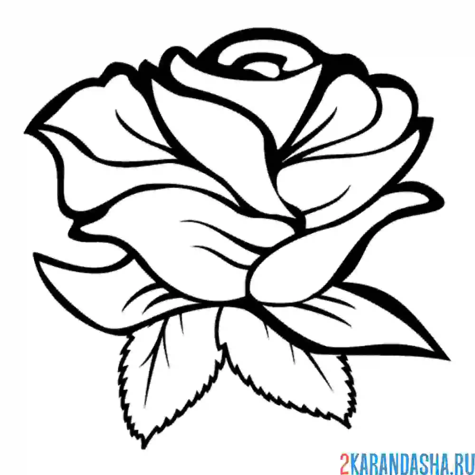 Раскраска бутон розы