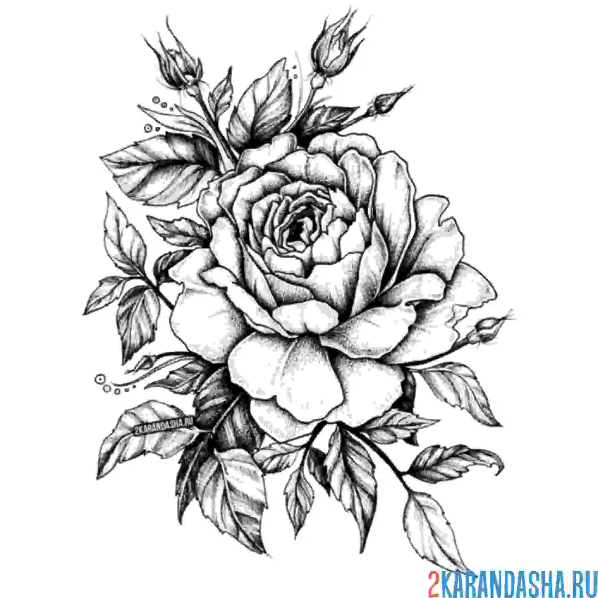 Раскраска роза пушистая