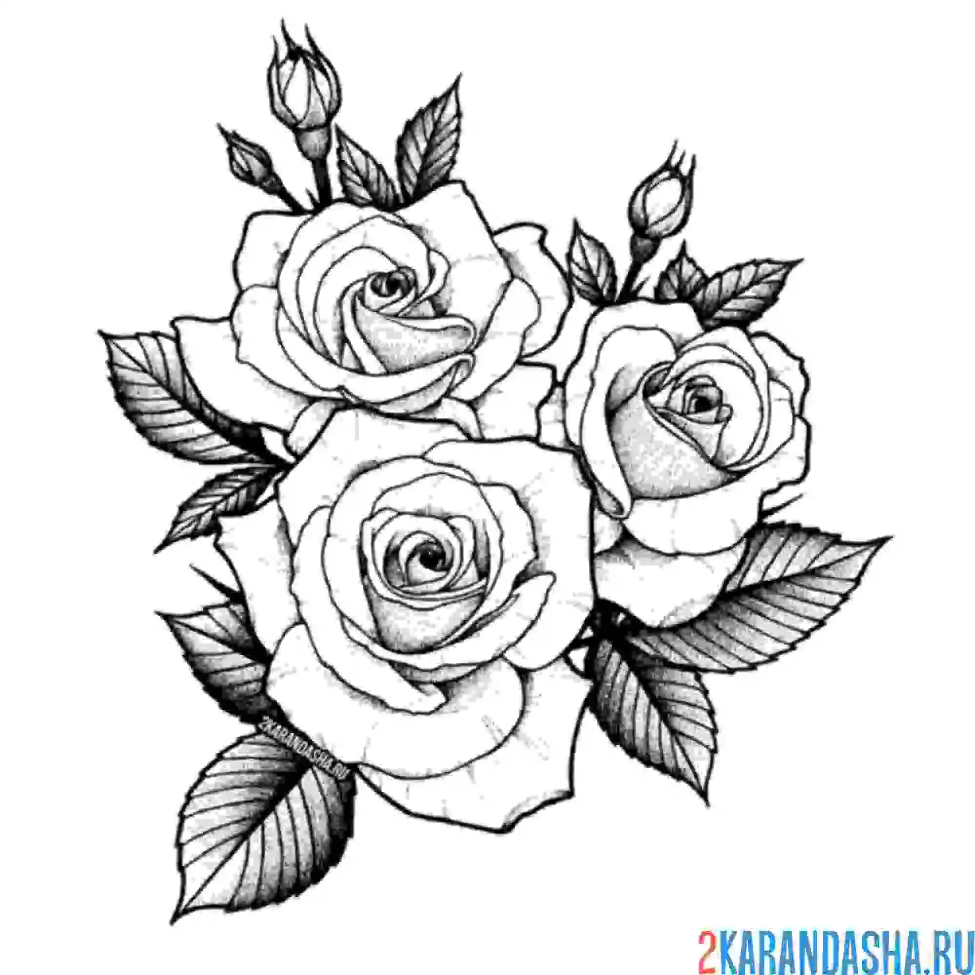 Раскраска розочки и бутоны