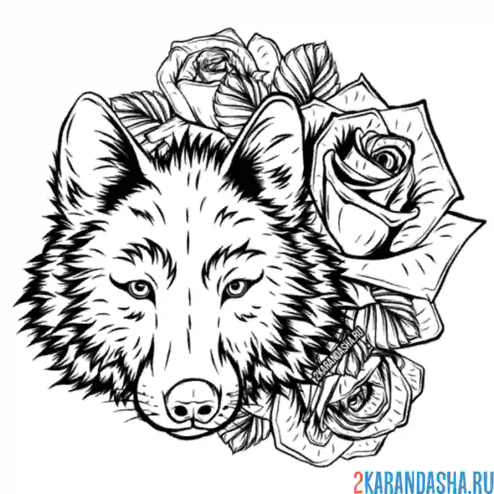 Раскраска розы и волк