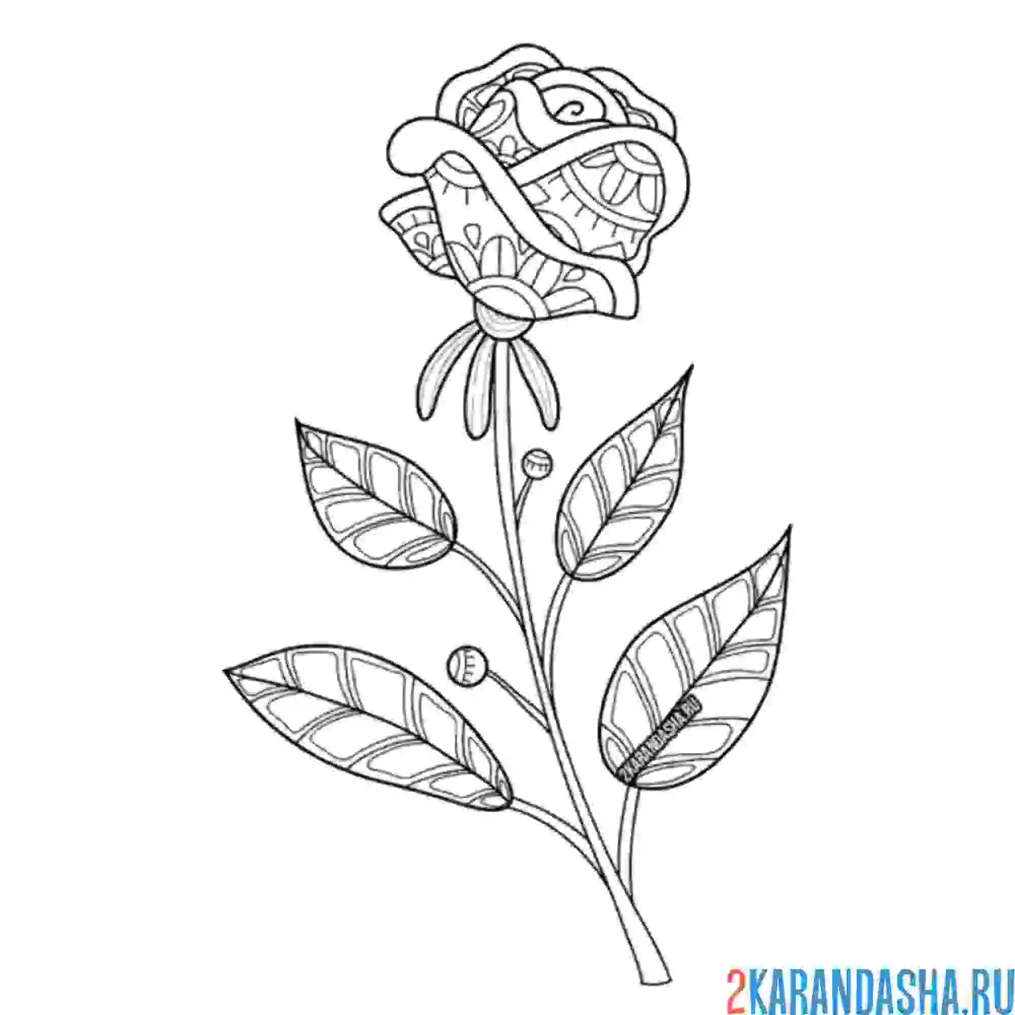 Раскраска цветочек роза