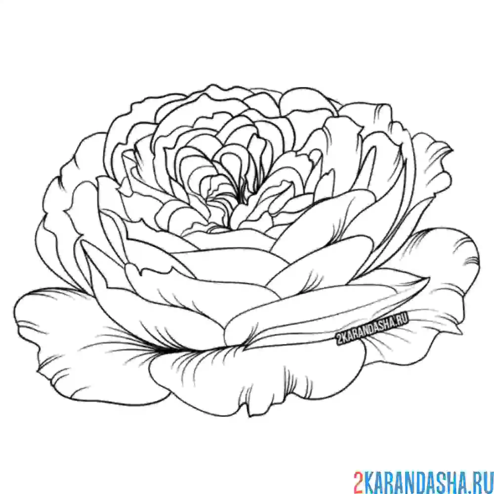 Раскраска шикарный бутон розы