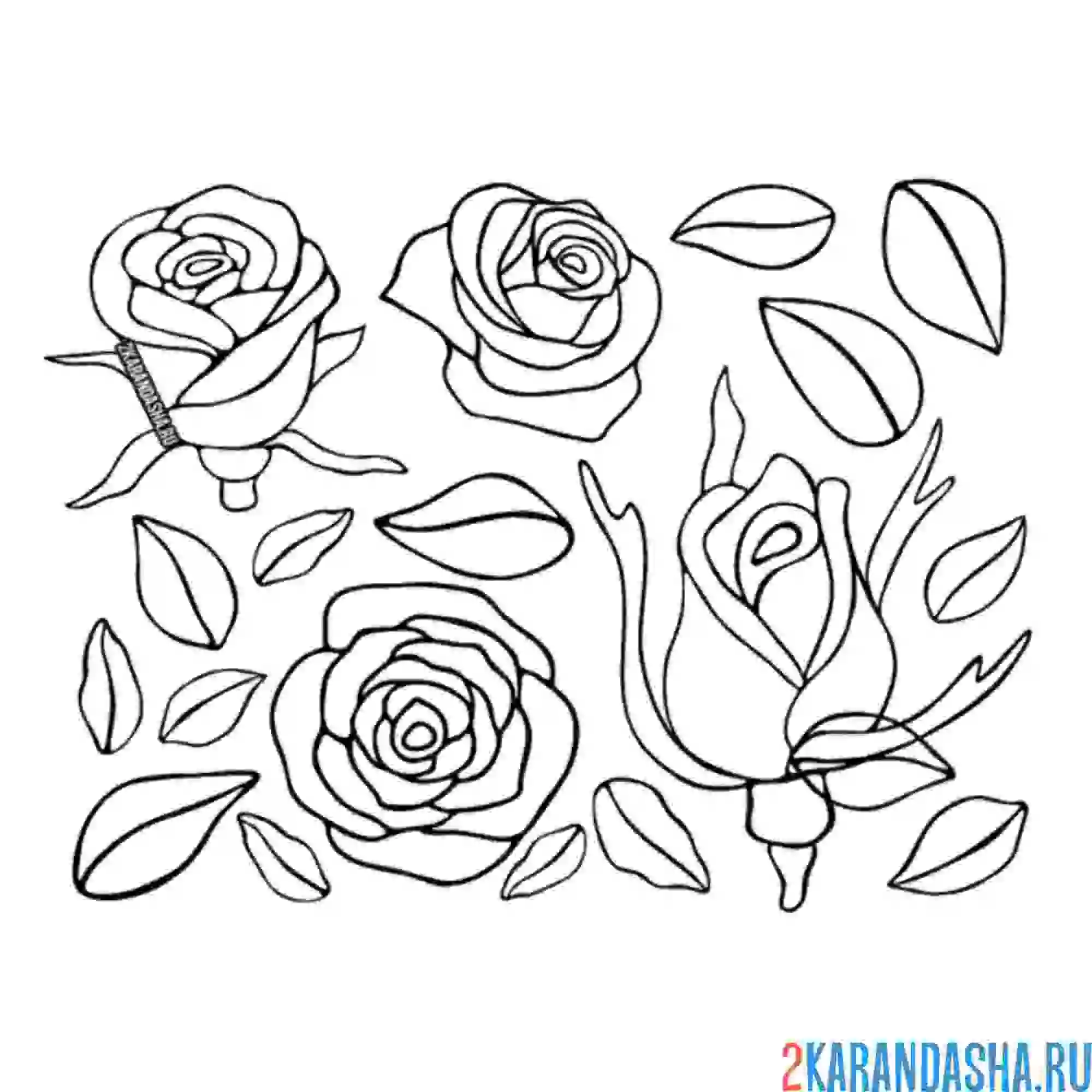 Раскраска много роз