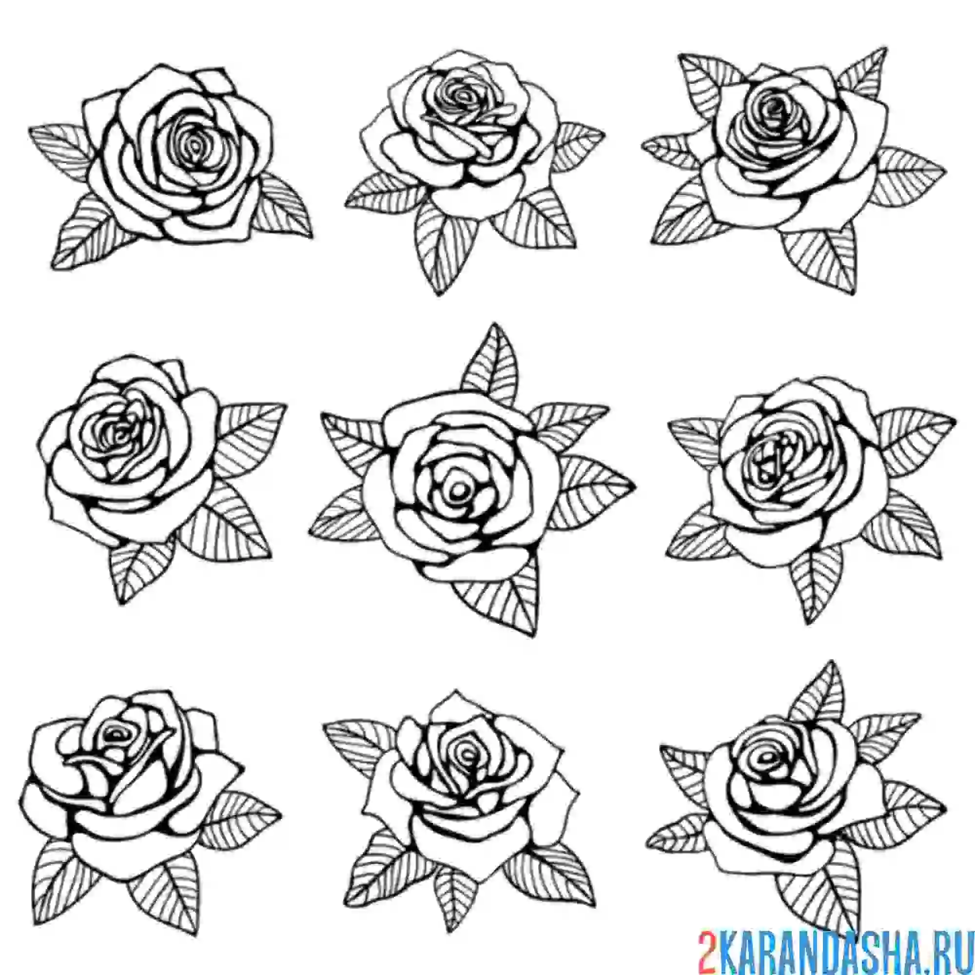 Раскраска несколько роз на листке