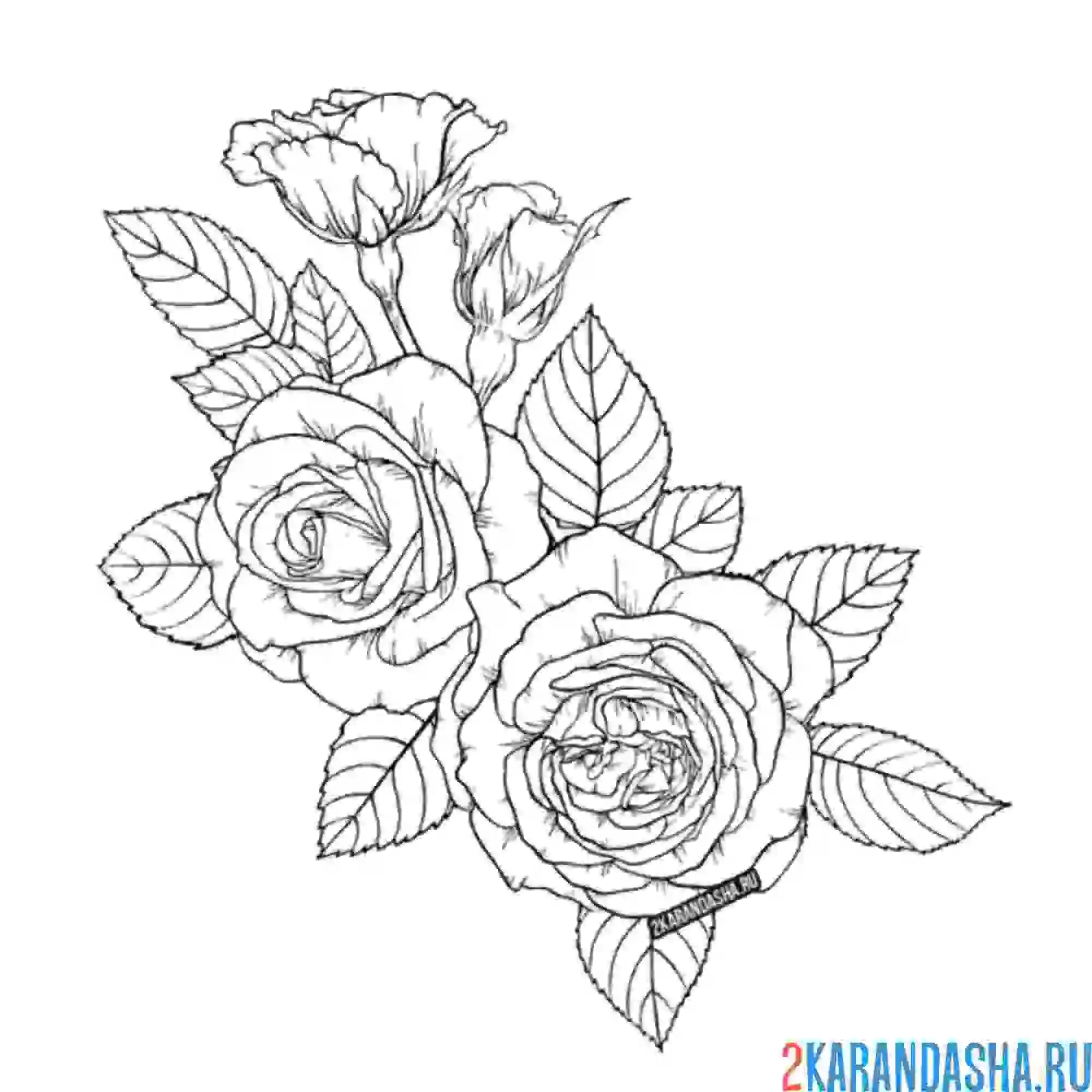 Раскраска розы цветочки