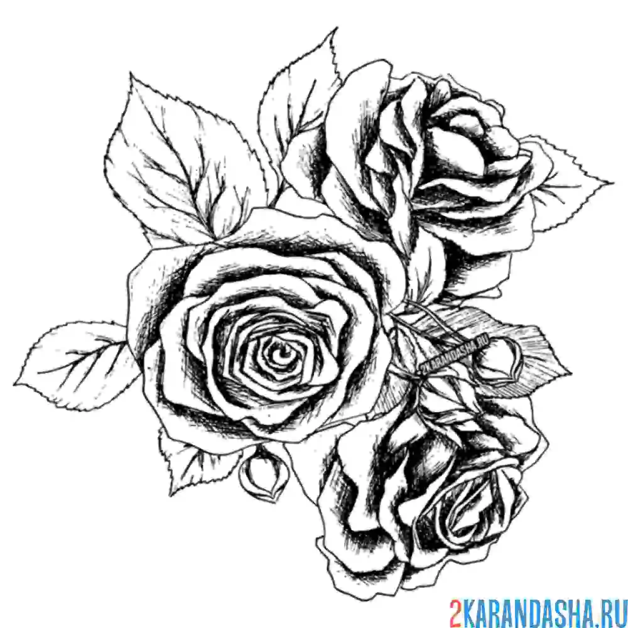 Раскраска душистые розы