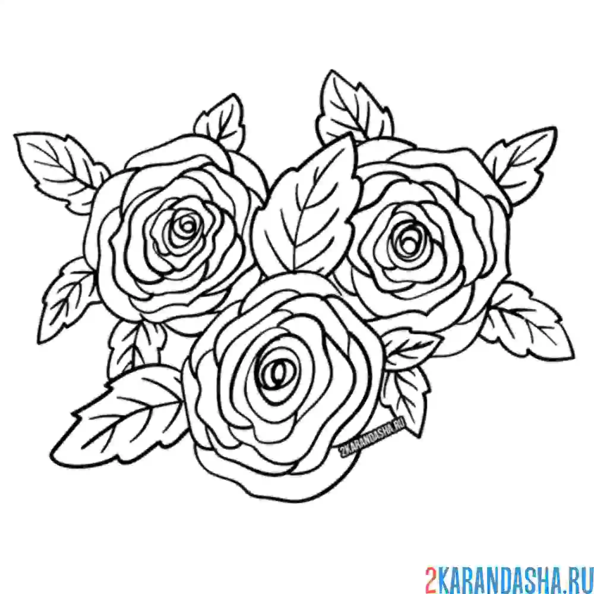 Раскраска розы душистые