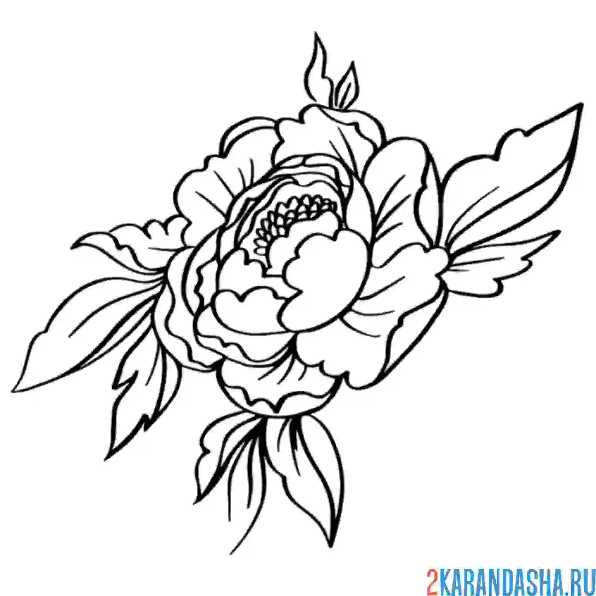 Раскраска роза садовая