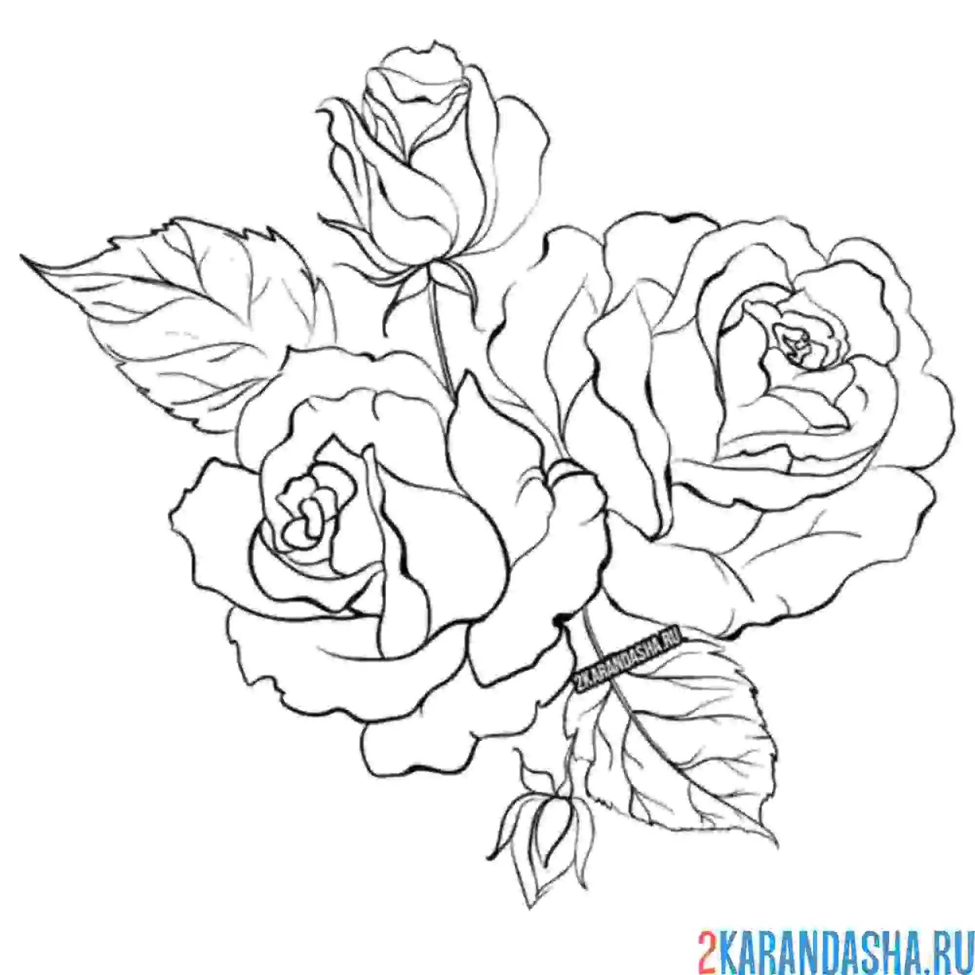 Раскраска розы расцвели