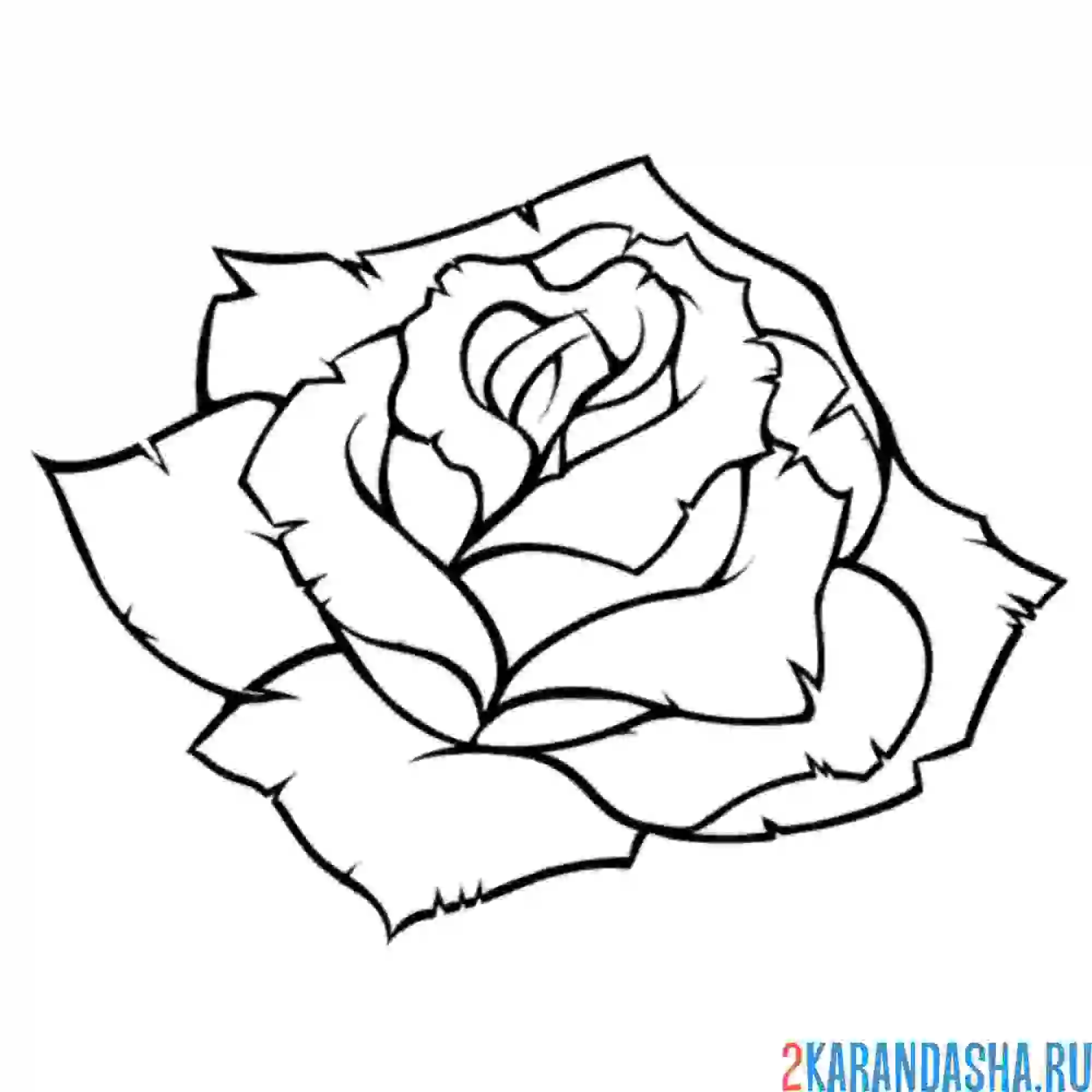 Раскраска красивый бутон розы