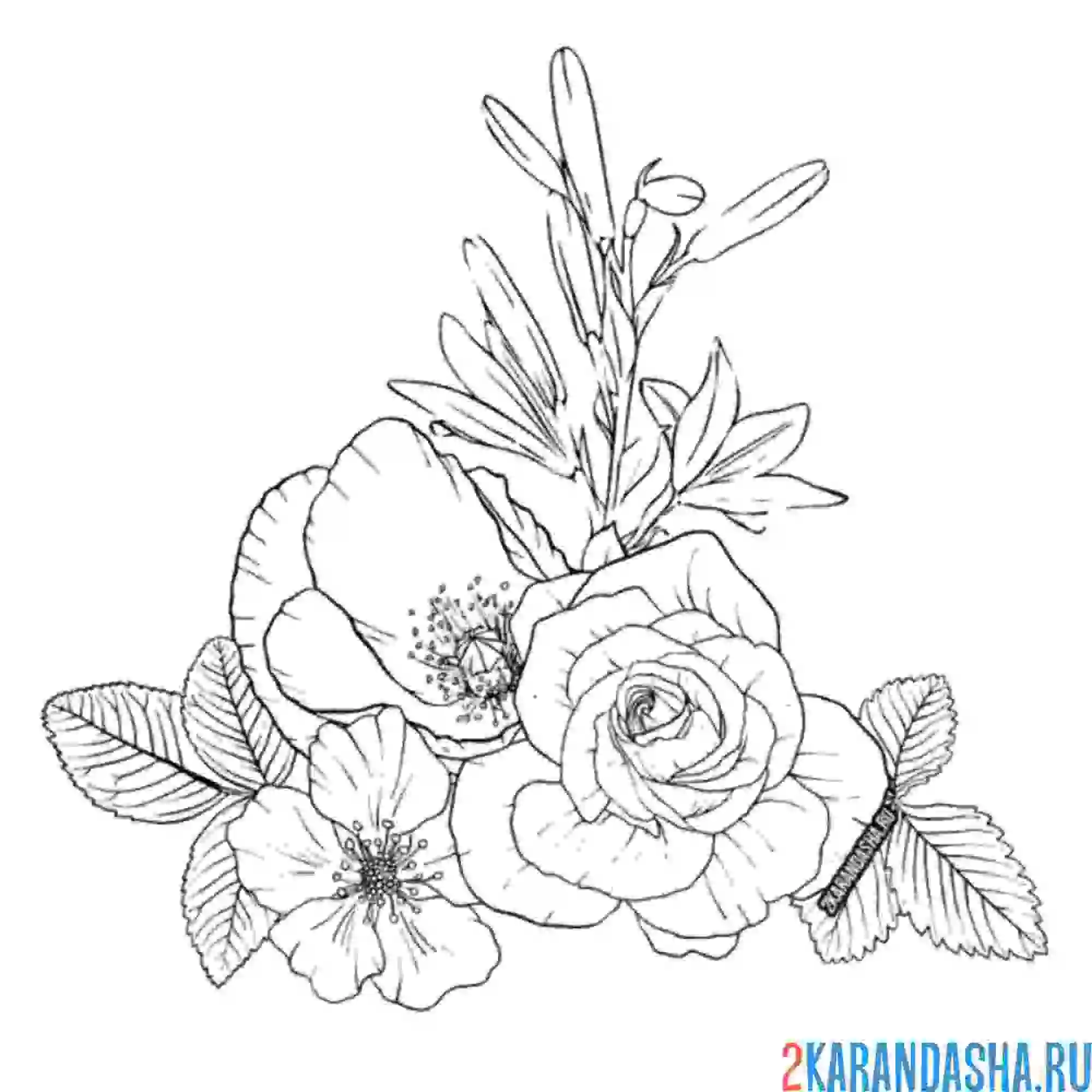 Раскраска розы растение