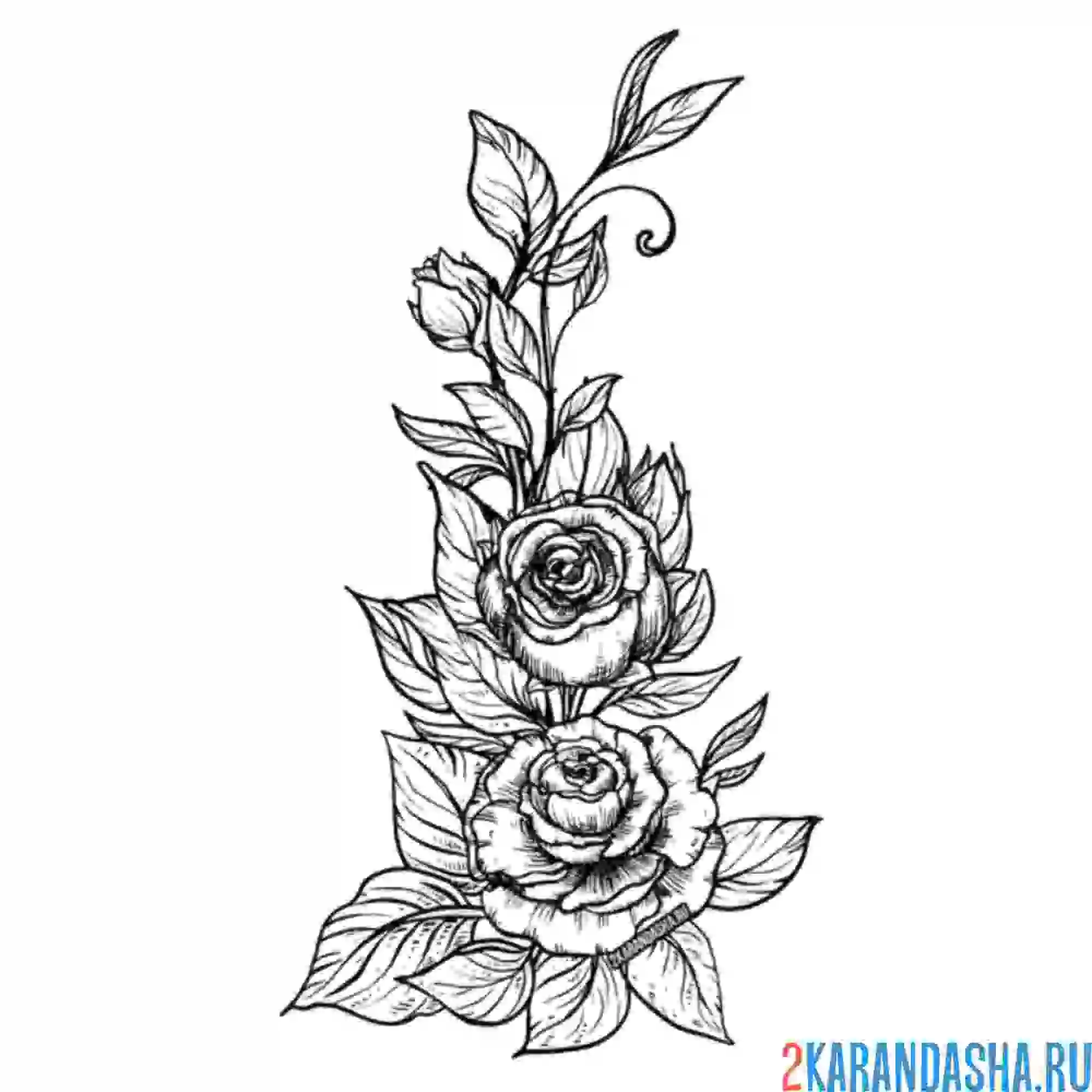 Раскраска цветущие розы