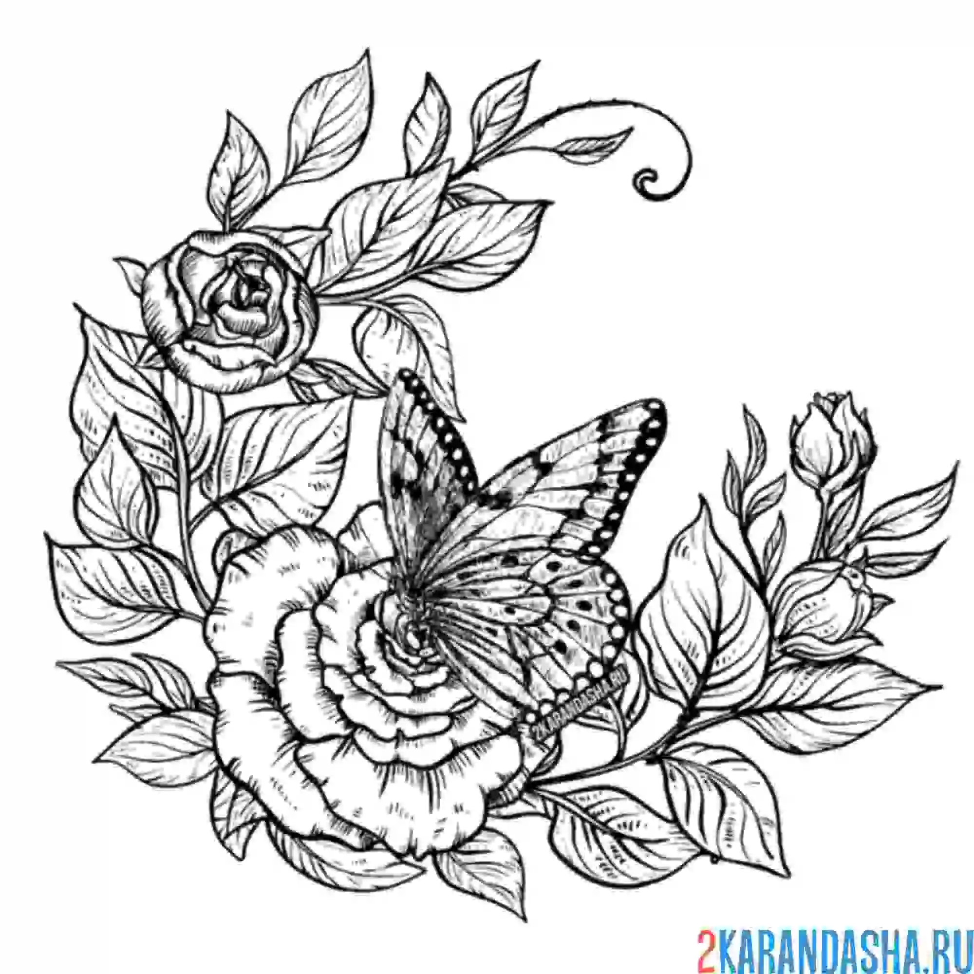 Раскраска бабочка на розе