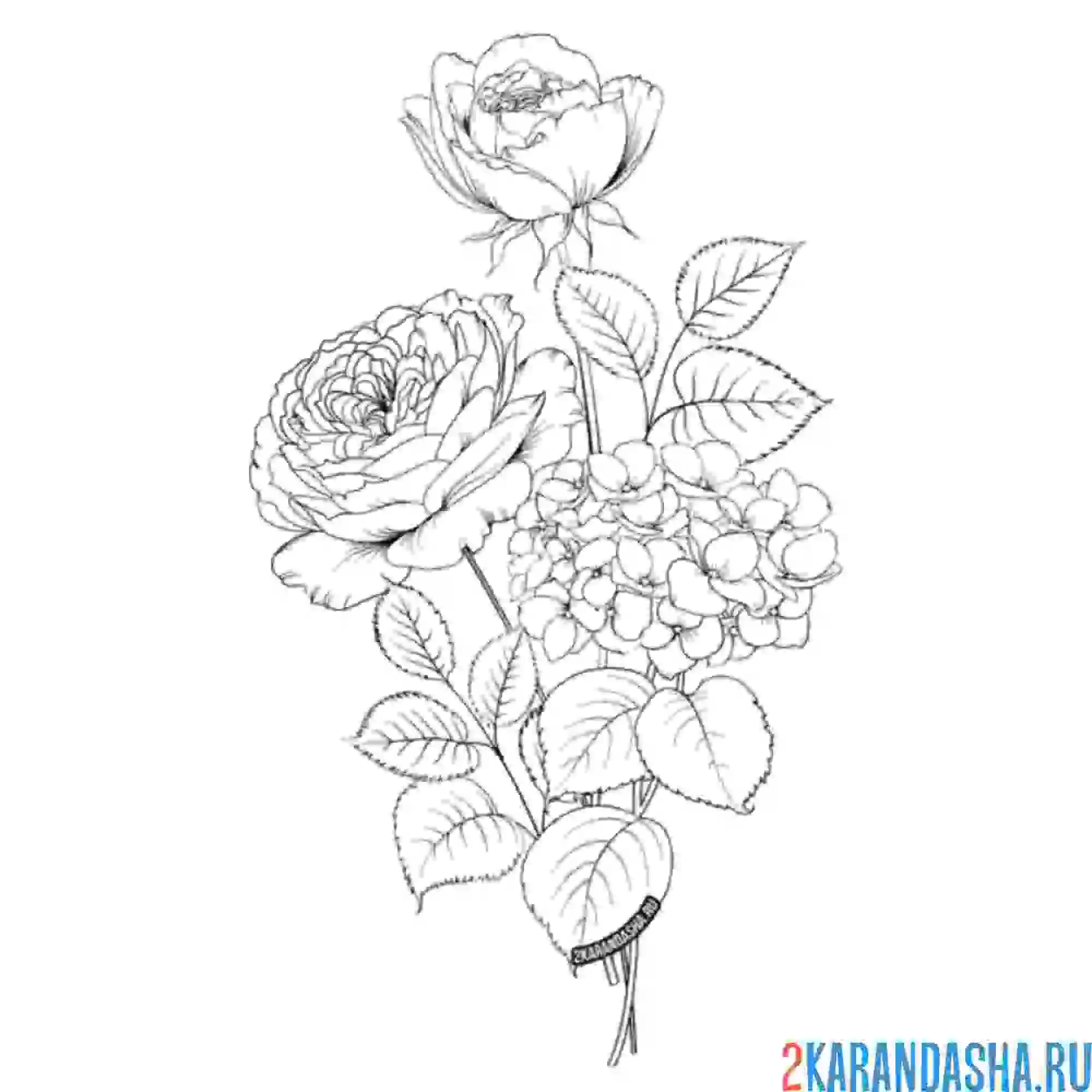 Раскраска пушистая роза на ветке