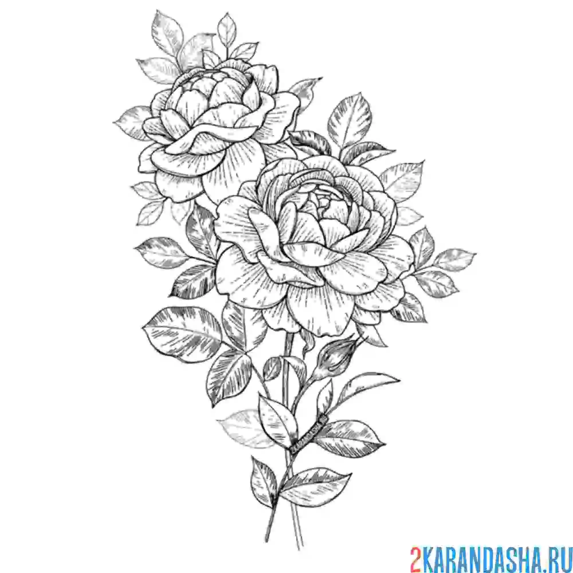 Раскраска розочки красивые