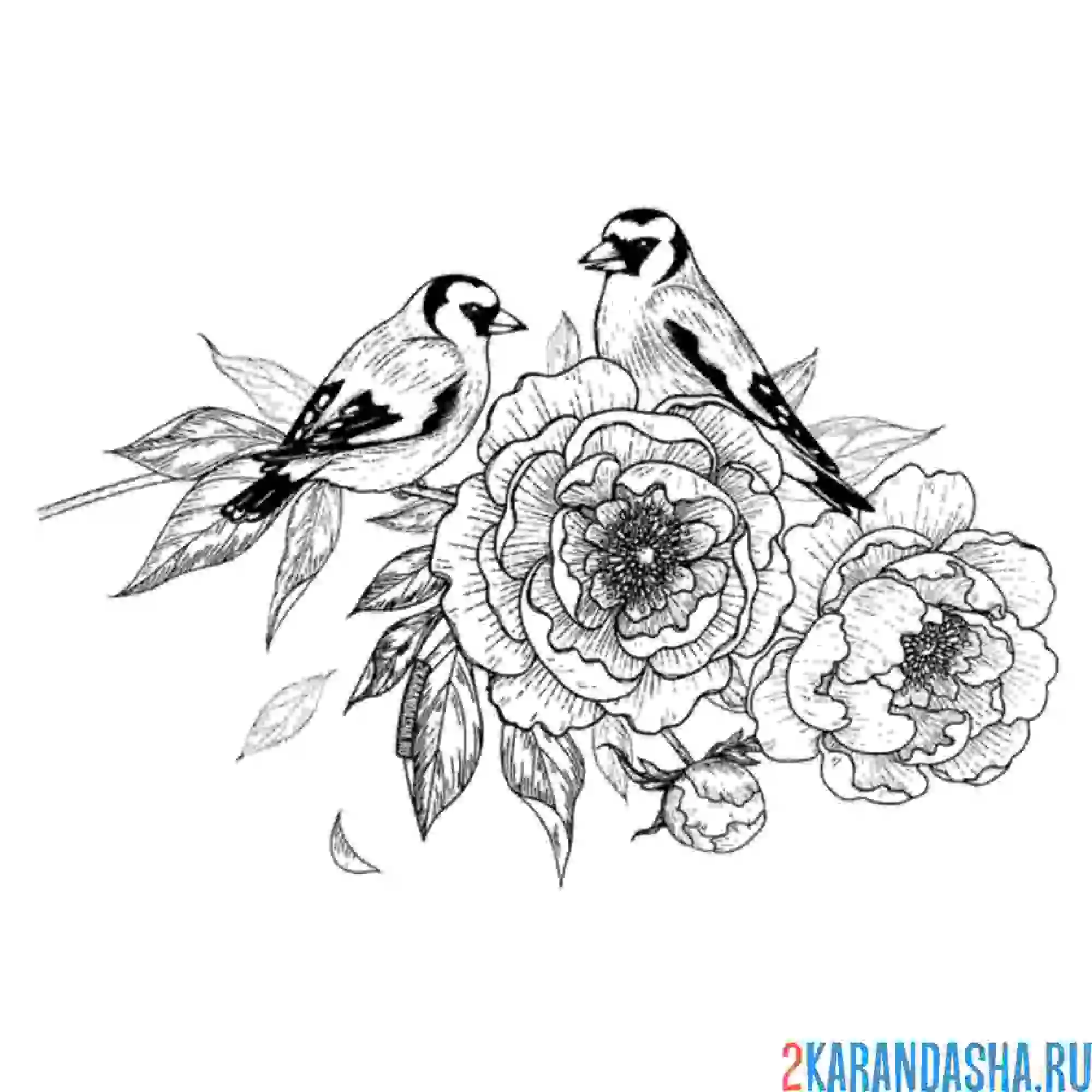 Раскраска птички на розах