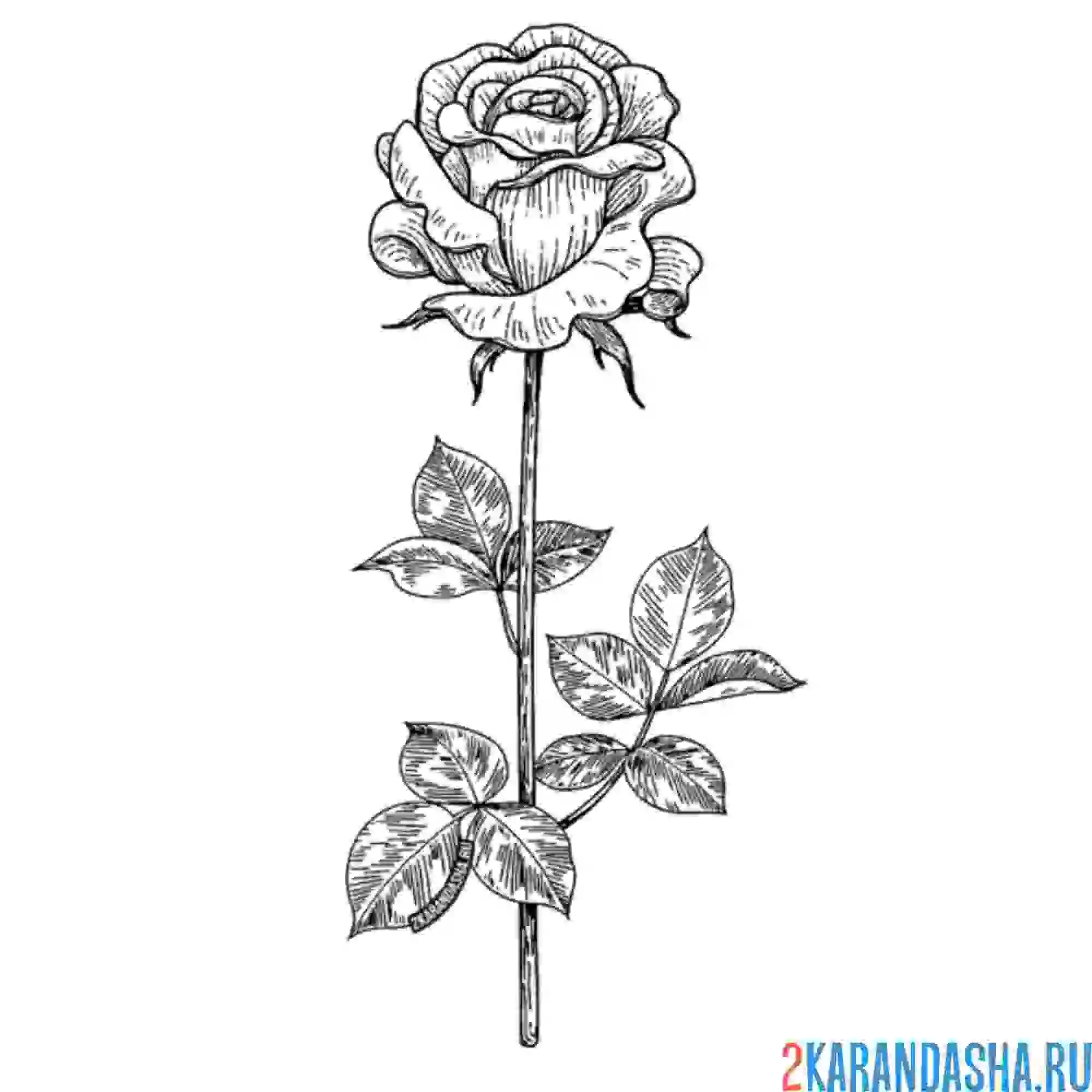 Раскраска одинокая роза