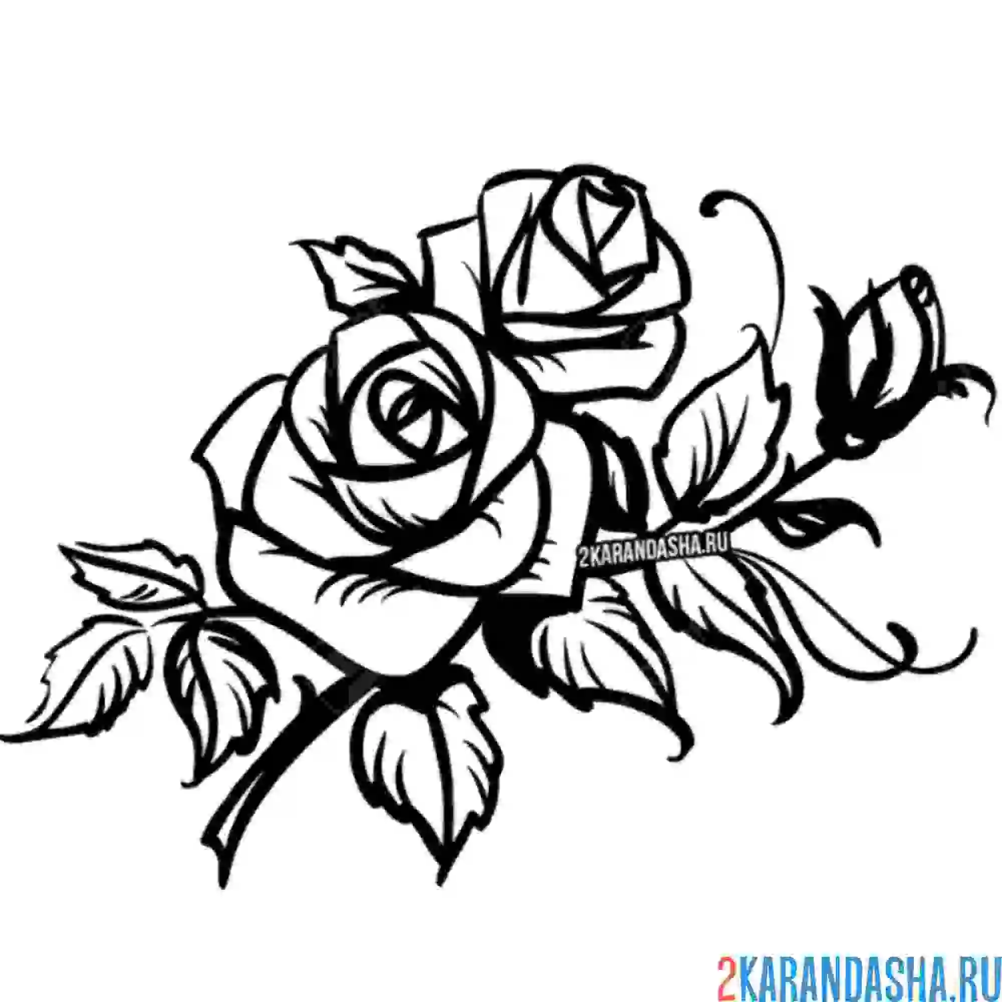 Раскраска цветущие розы стебель