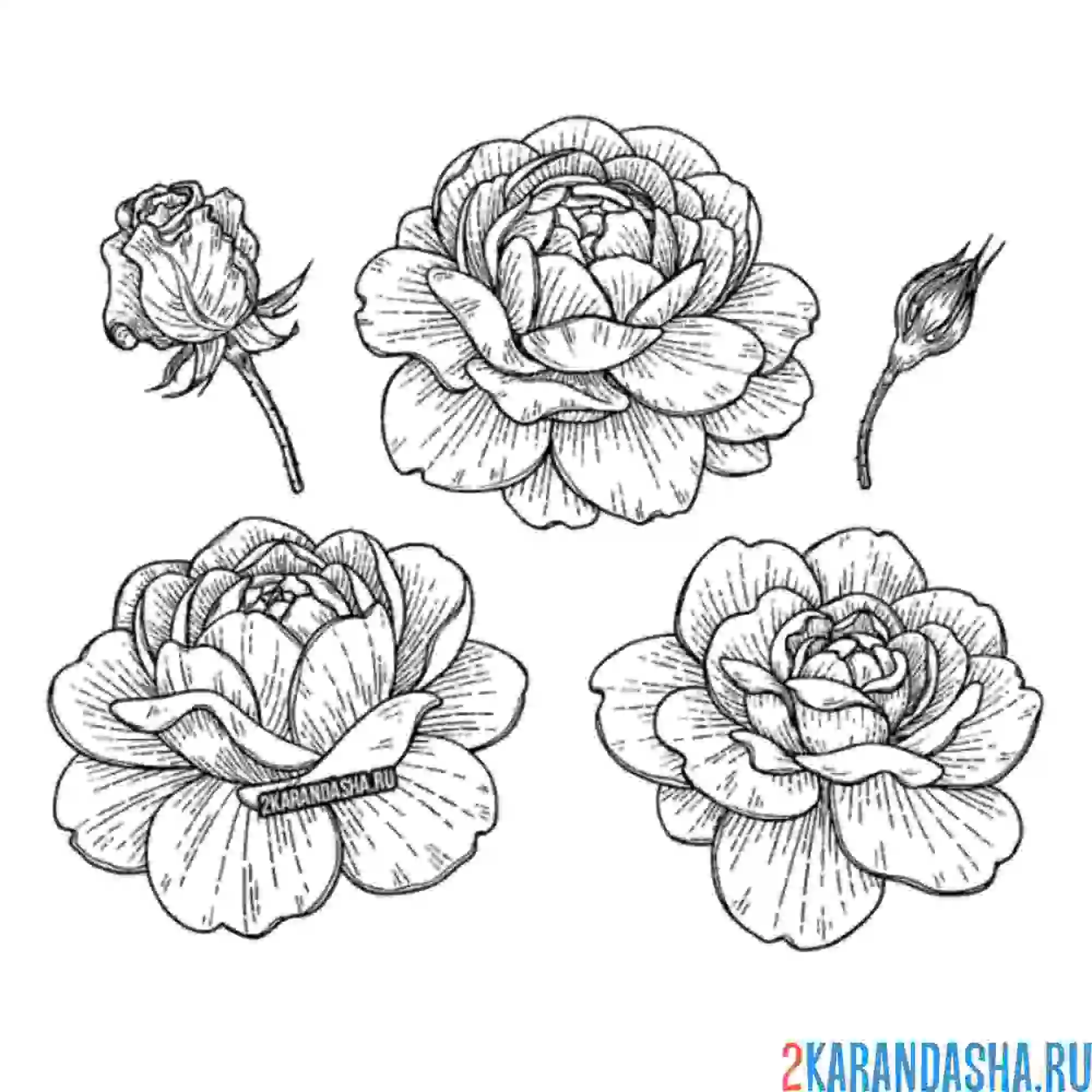 Раскраска розы и бутон