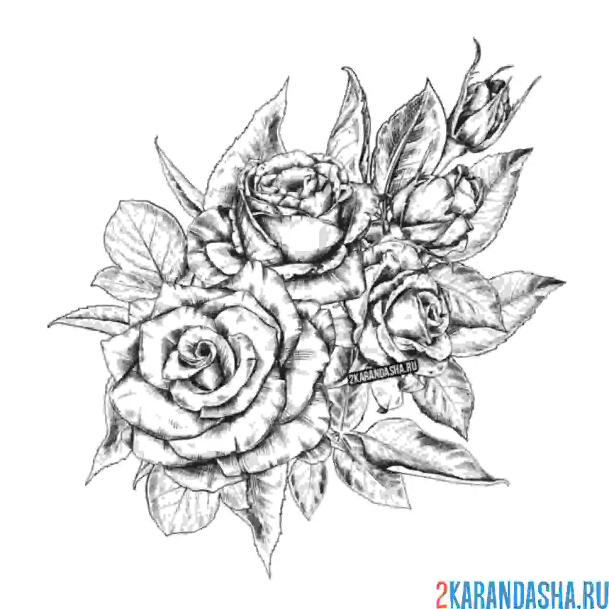 Раскраска много роз на ветке