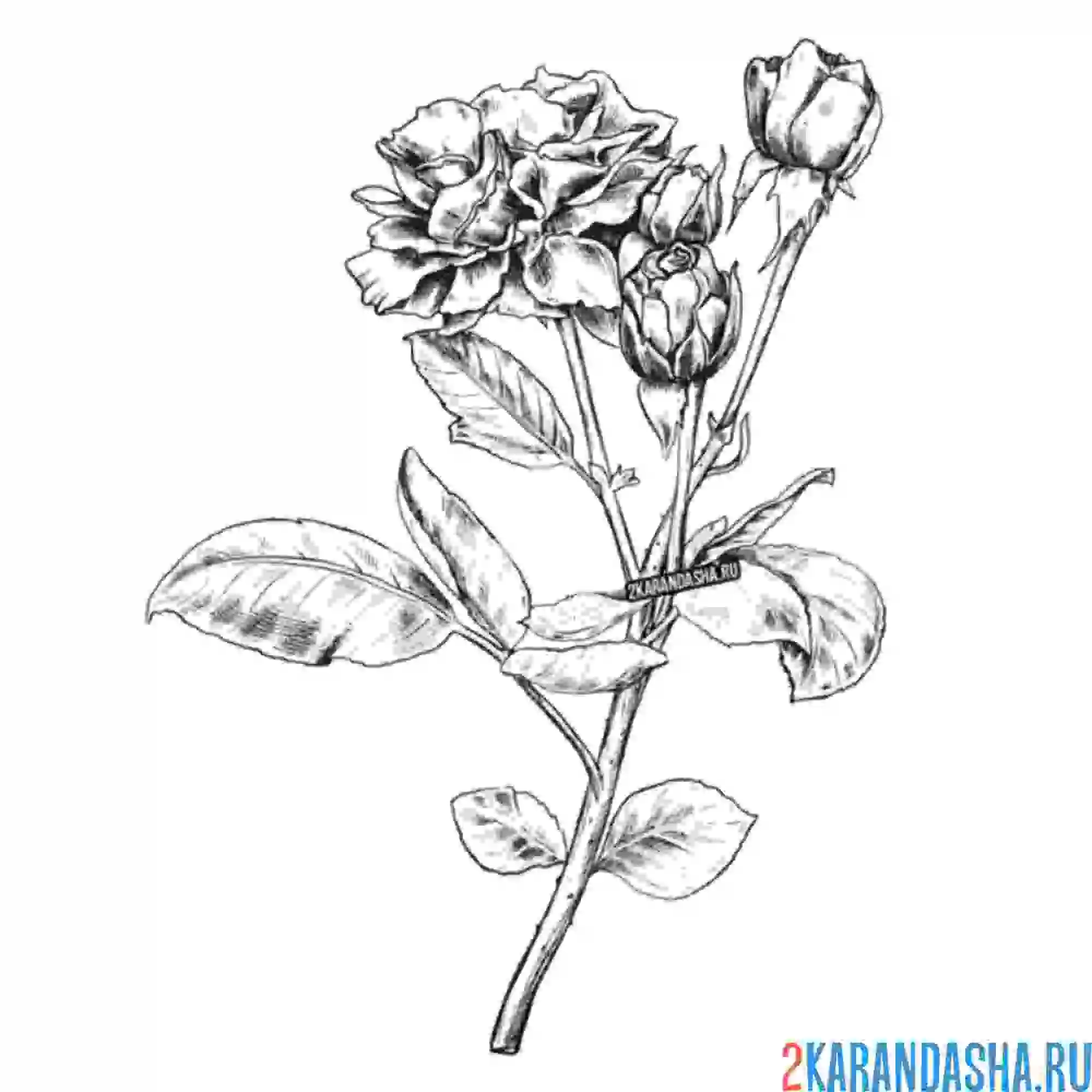 Раскраска роза распустилась и бутоны