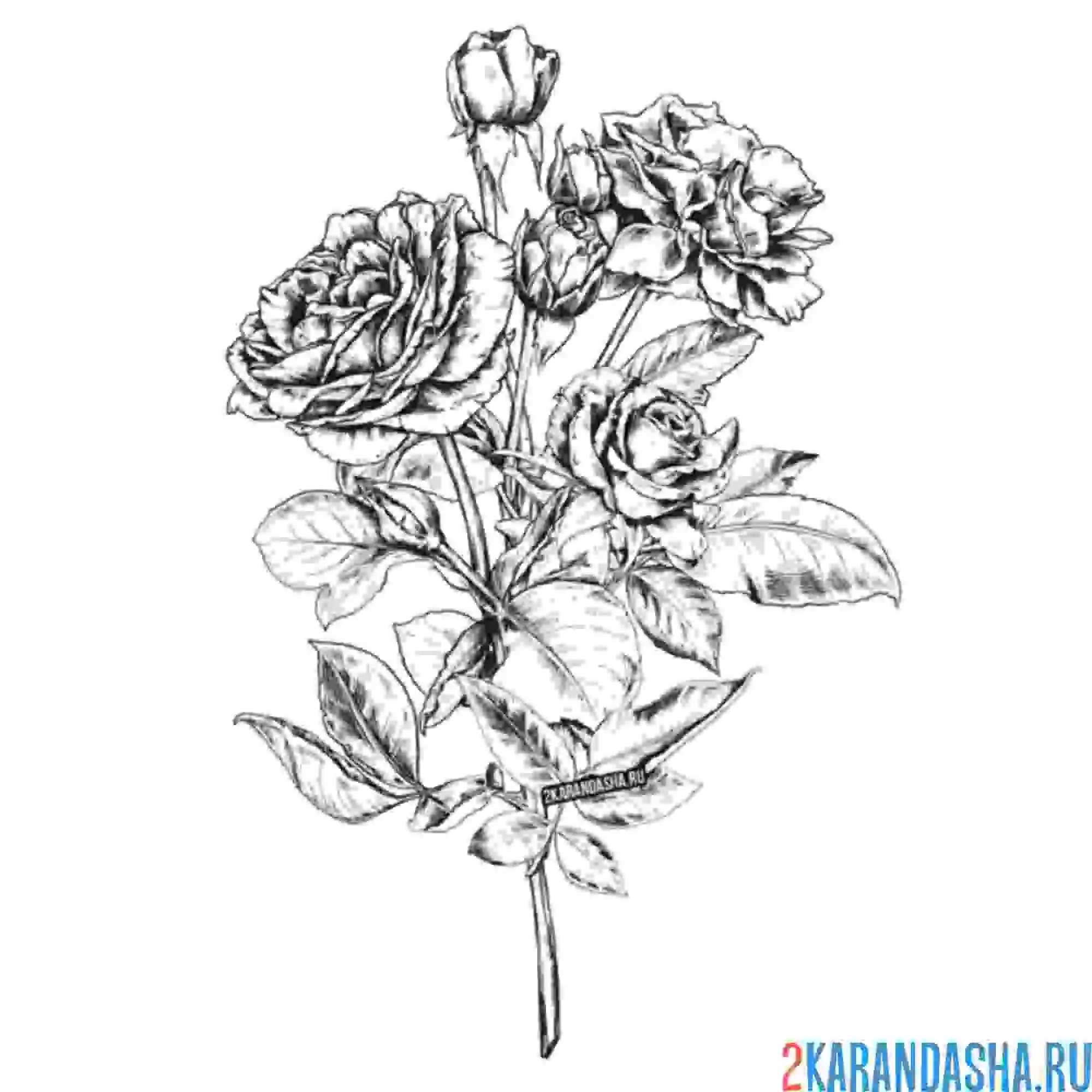 Раскраска шикарная ветка розы