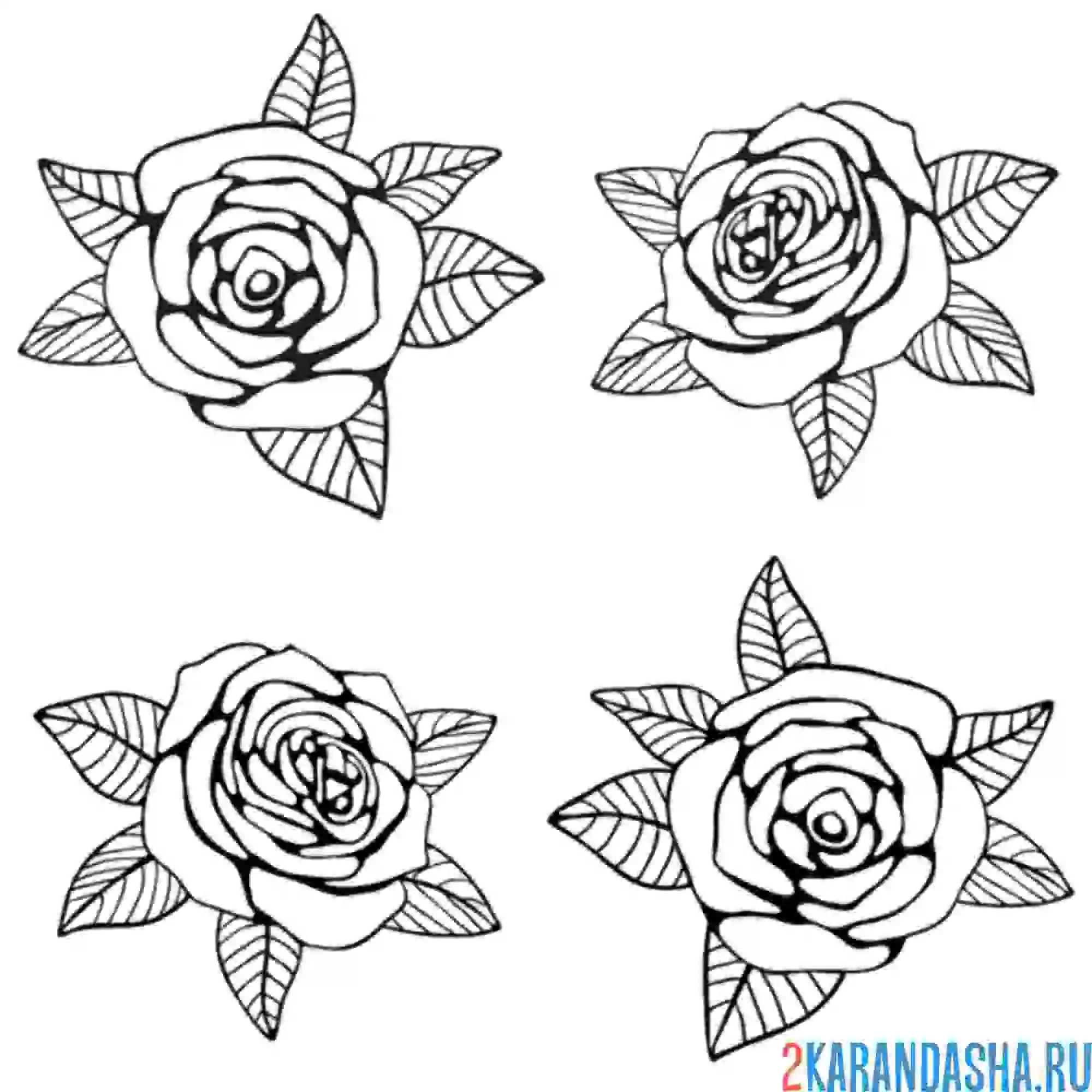 Раскраска 4 бутона розы