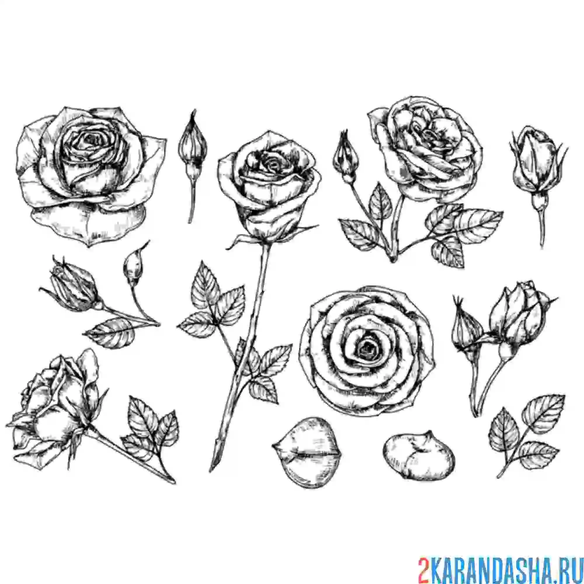 Раскраска разные розы на листке