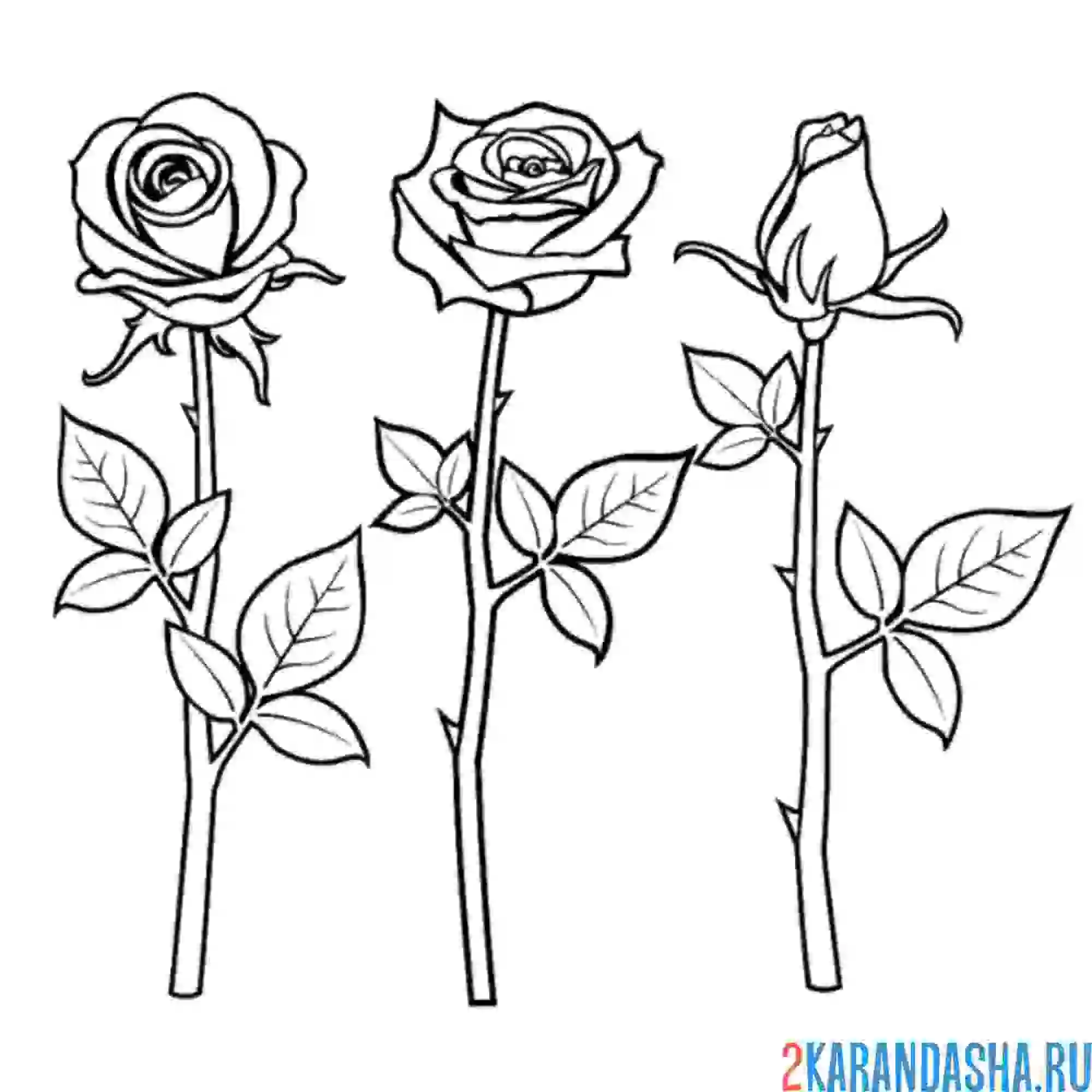 Раскраска три розочки в ряд
