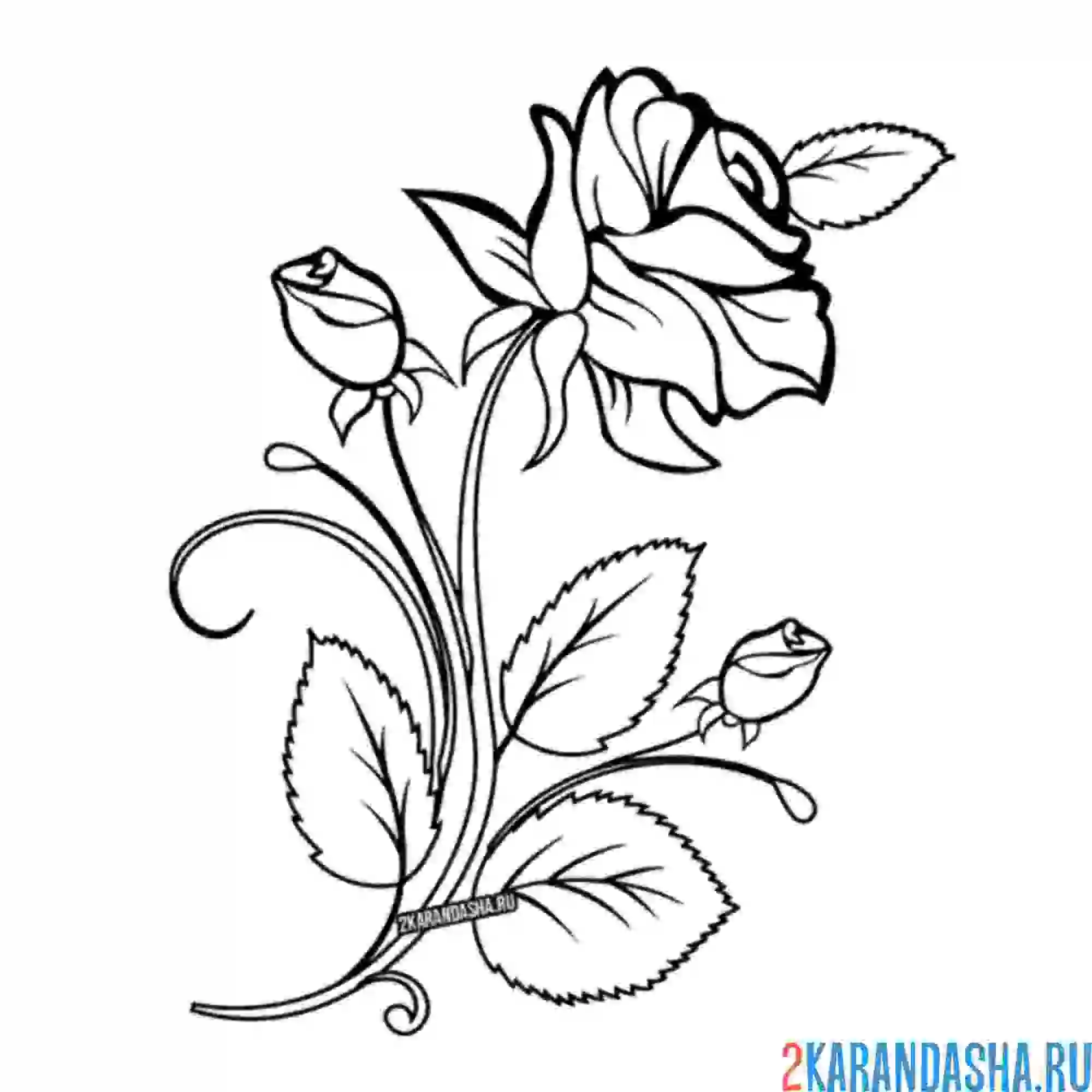 Раскраска розочка распустилась