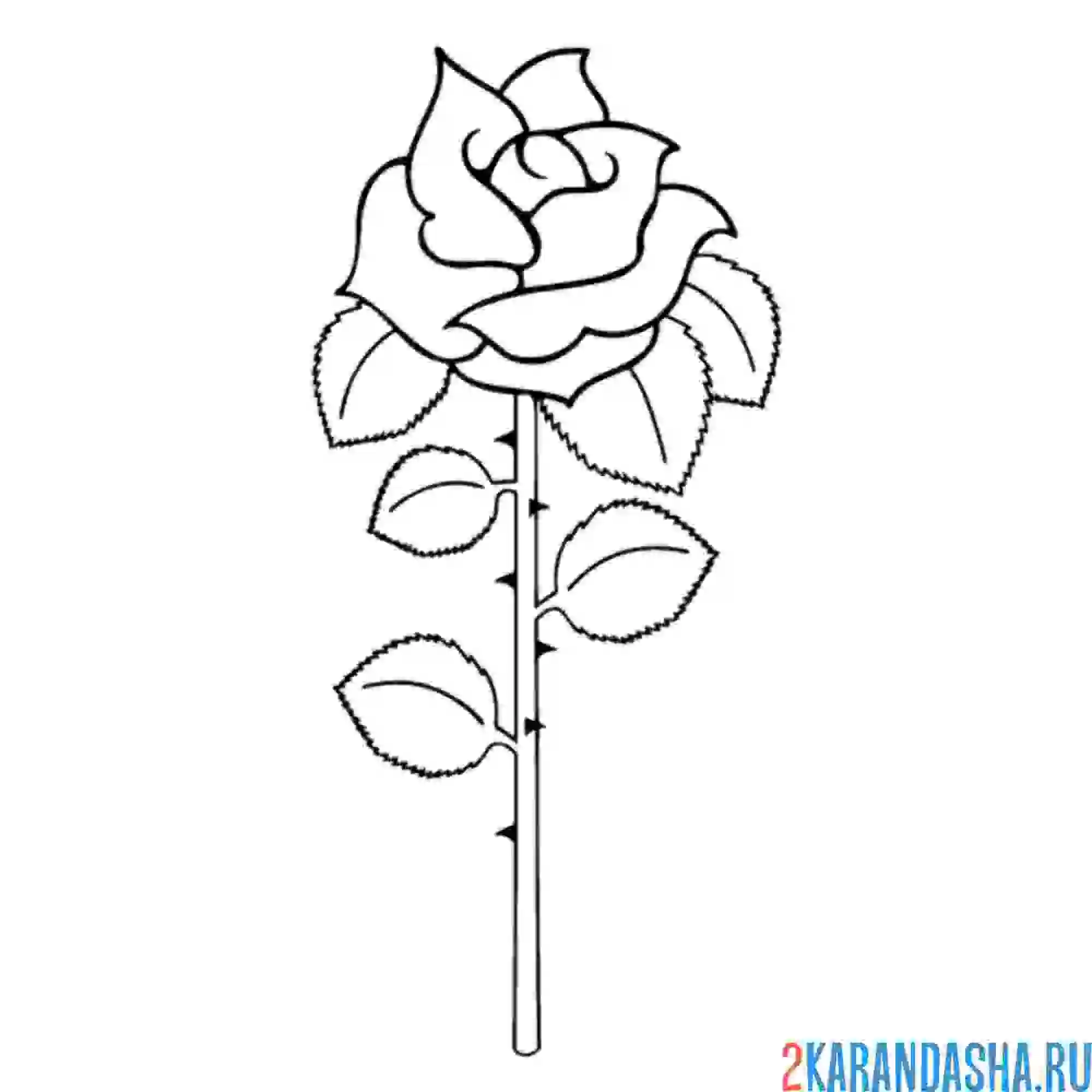 Раскраска одинокая роза с шипами