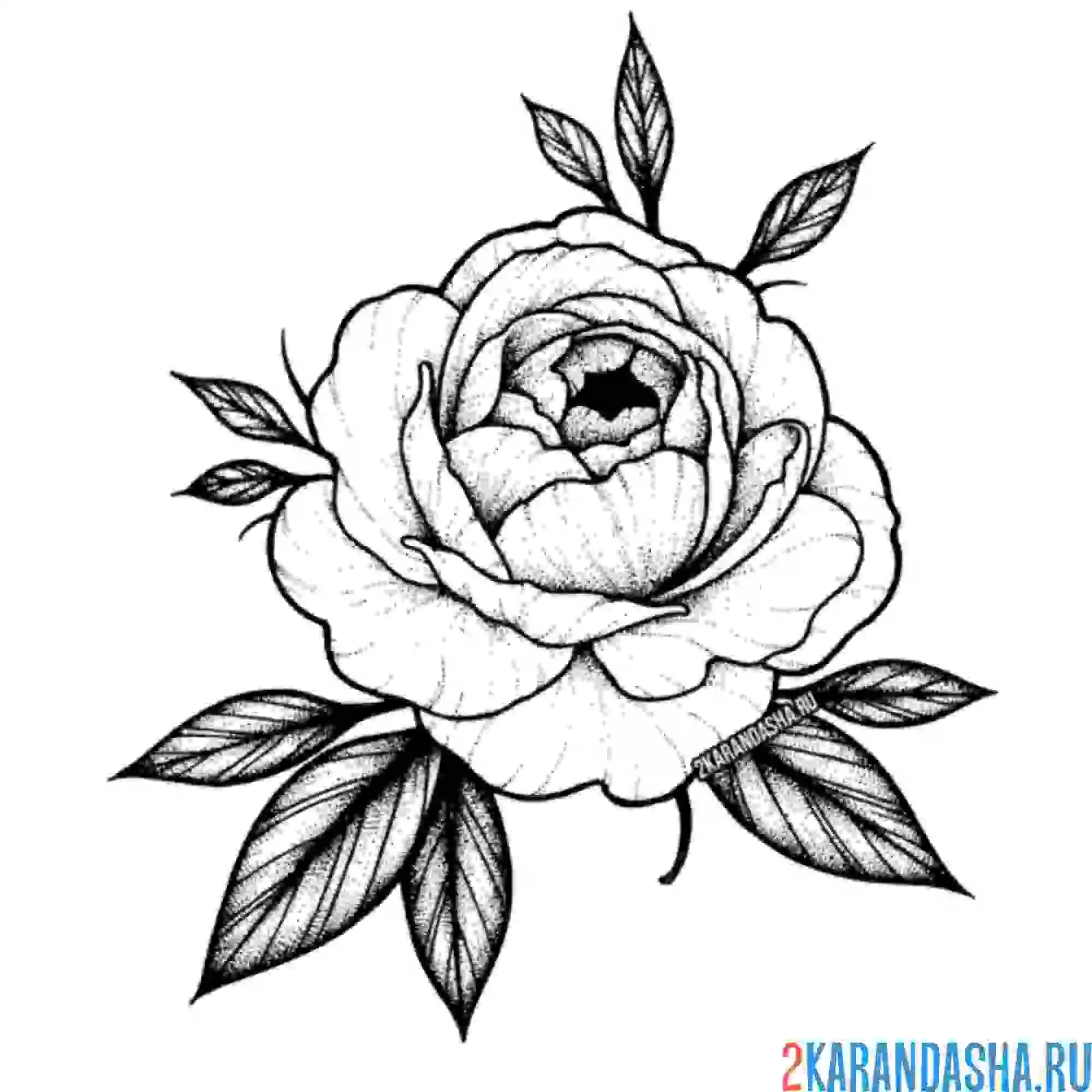 Раскраска большой бутон розы с листьями